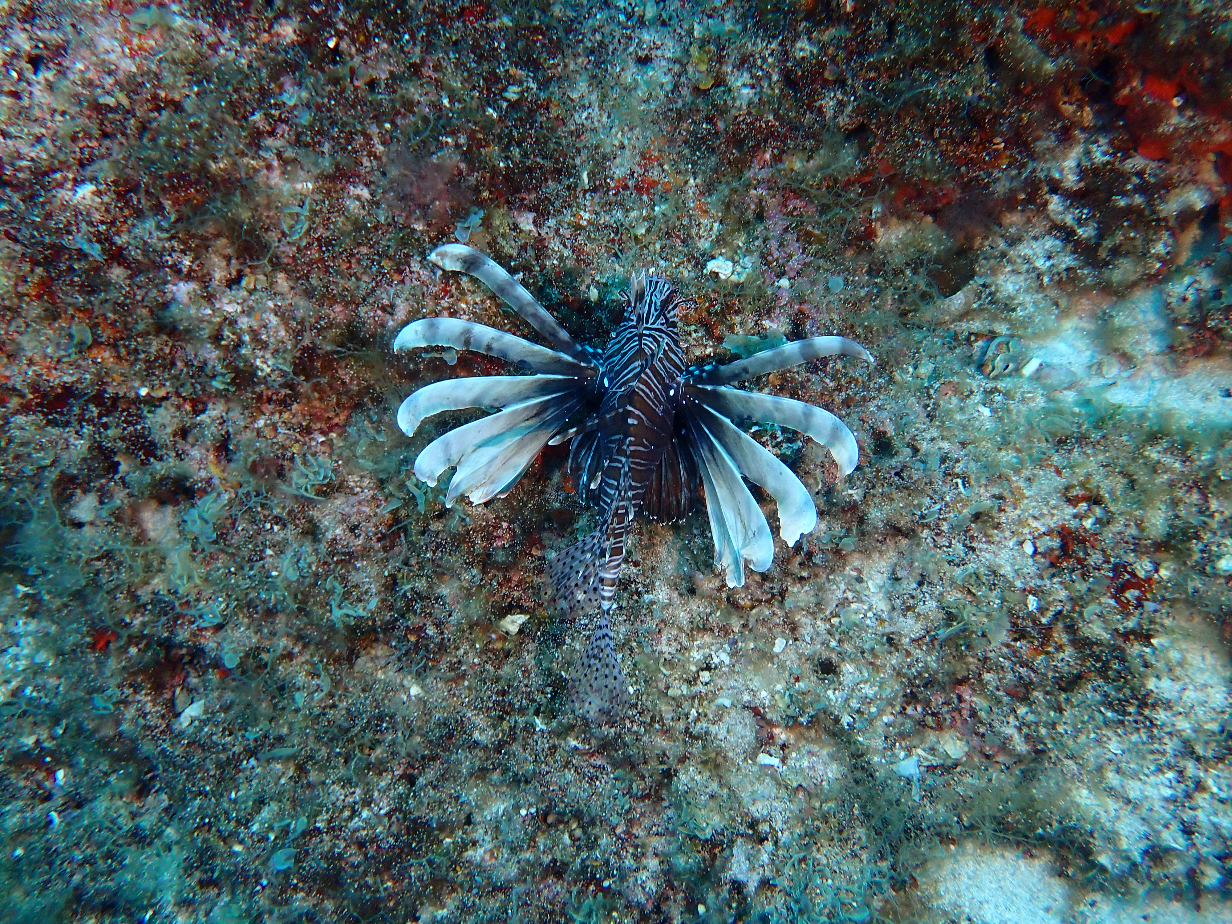 https://res.cloudinary.com/dt3d6t2ay/image/upload/v1693086465/obsidian/2023-05-13%20Epidaure%20APSAP/Vertebrata/Scorpenidae/P5150065_slh2b3.jpg