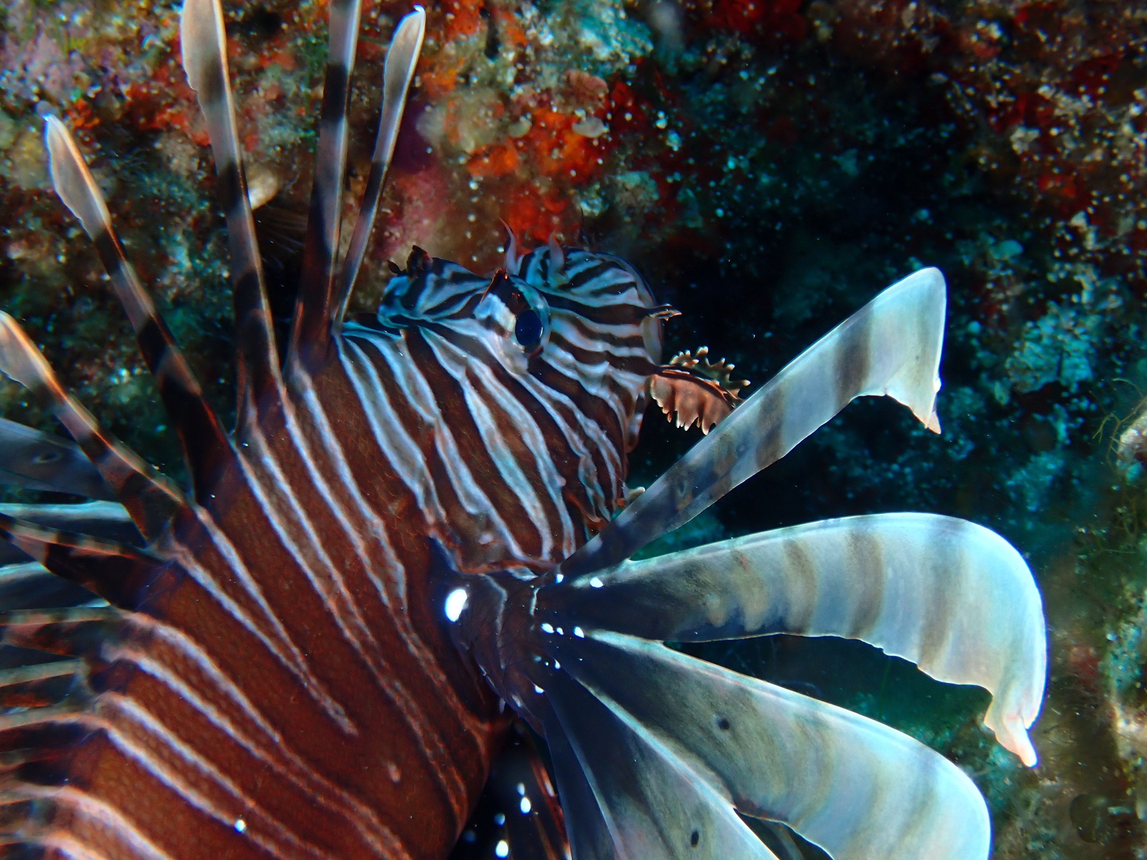 https://res.cloudinary.com/dt3d6t2ay/image/upload/v1693086465/obsidian/2023-05-13%20Epidaure%20APSAP/Vertebrata/Scorpenidae/P5180435_cbdjtv.jpg