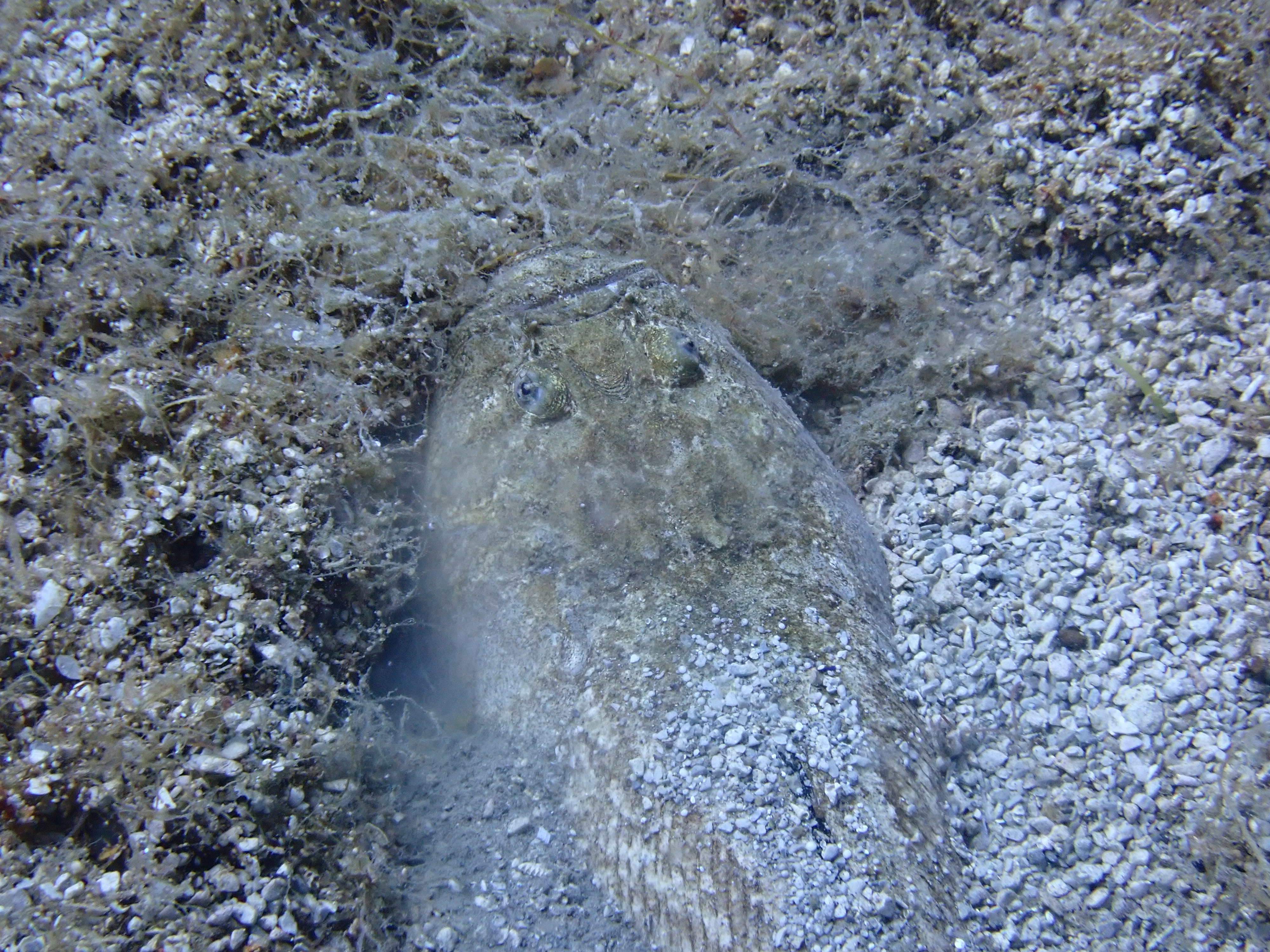 https://res.cloudinary.com/dt3d6t2ay/image/upload/v1693086468/obsidian/2023-05-13%20Epidaure%20APSAP/Vertebrata/%CE%A9%20Incertae%20sedis/P5170244_onkqtj.jpg