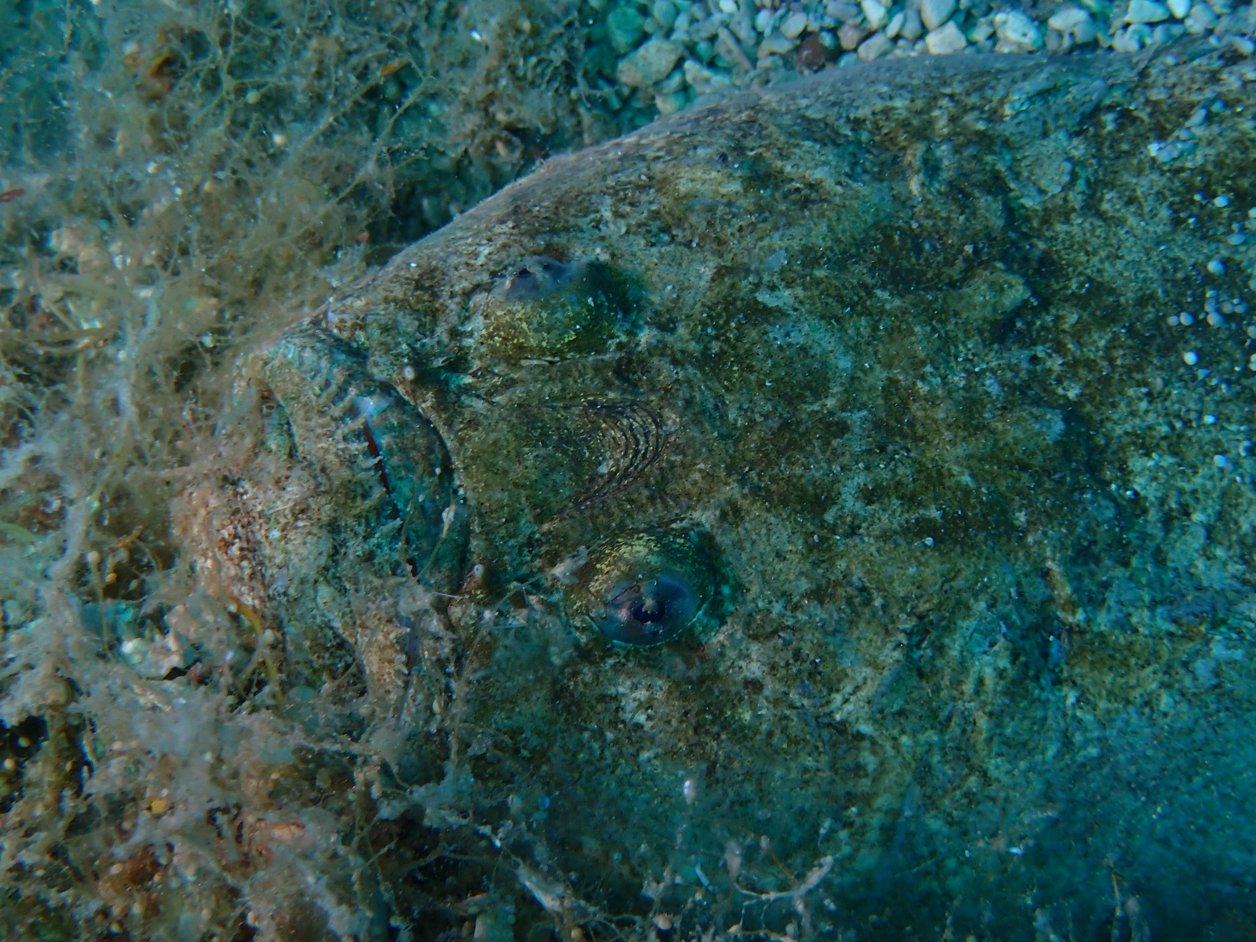 https://res.cloudinary.com/dt3d6t2ay/image/upload/v1693086468/obsidian/2023-05-13%20Epidaure%20APSAP/Vertebrata/%CE%A9%20Incertae%20sedis/P5170247_qnusje.jpg
