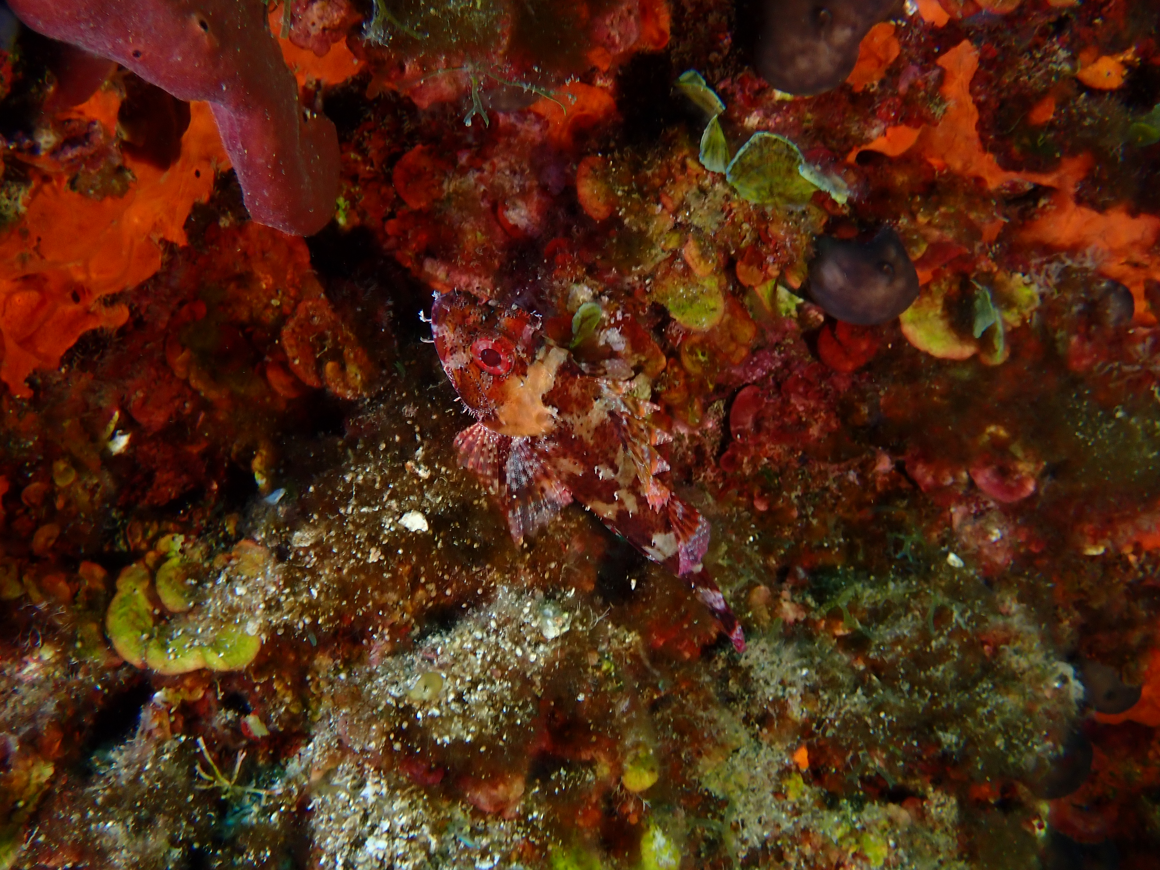 https://res.cloudinary.com/dt3d6t2ay/image/upload/v1693086468/obsidian/2023-05-13%20Epidaure%20APSAP/Vertebrata/Scorpenidae/P5160219_zs5rp4.jpg