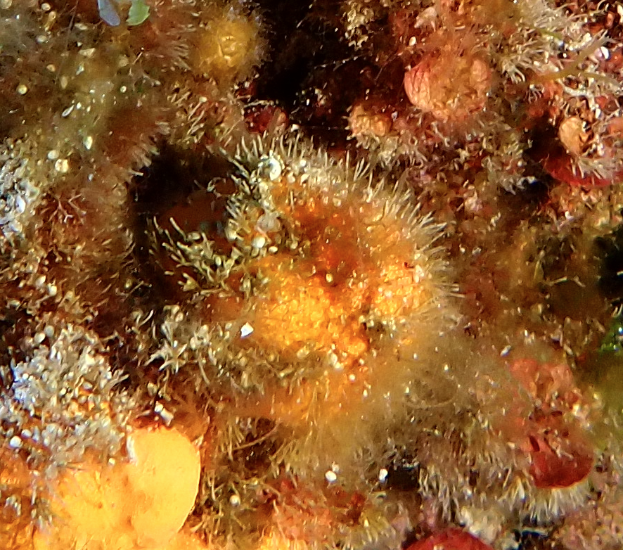 https://res.cloudinary.com/dt3d6t2ay/image/upload/v1696369685/obsidian/2023-05-13%20Epidaure%20APSAP/Bryozoa/Screenshot_2023-10-03_at_23.47.41_qnjq3v.png