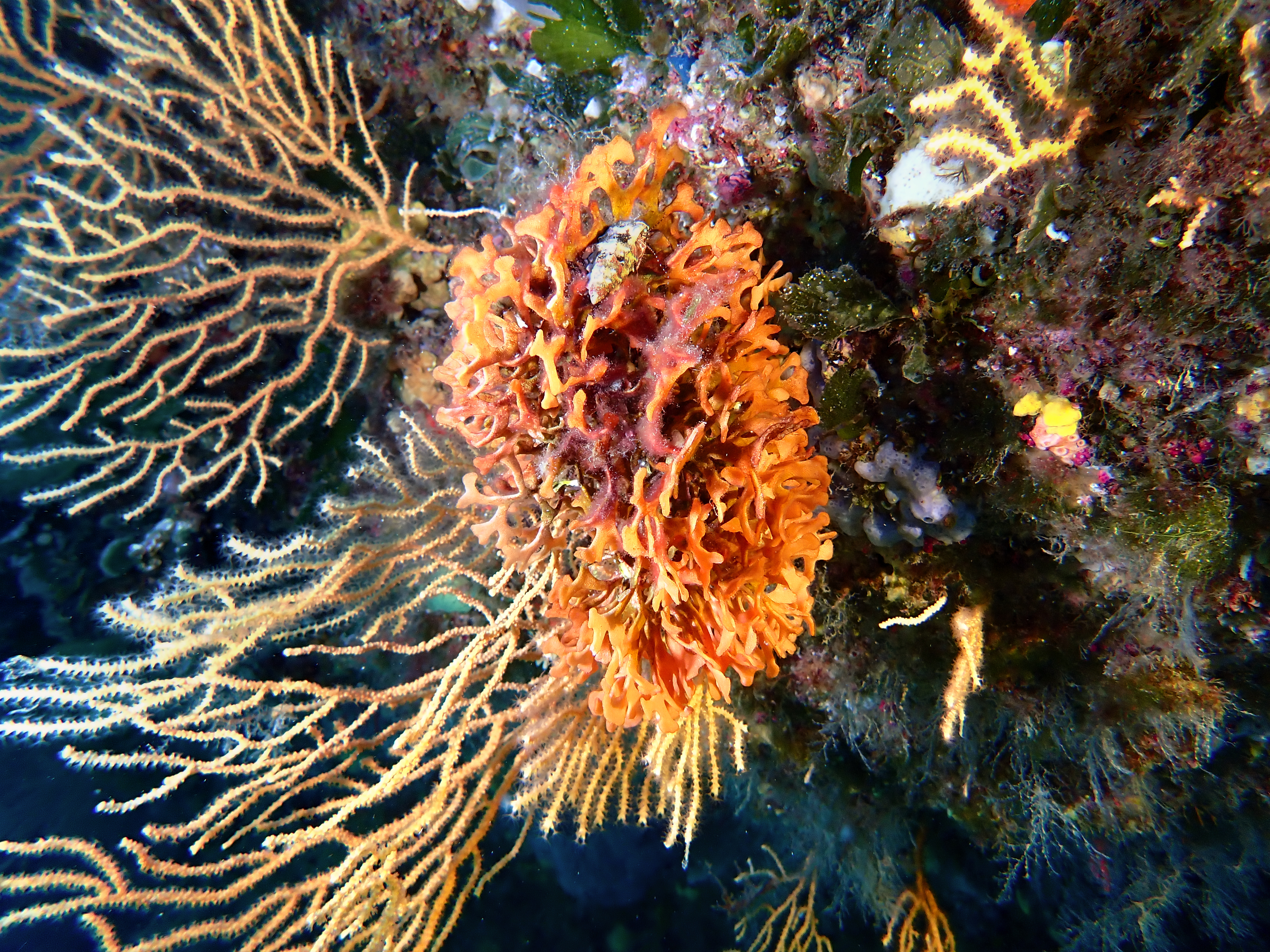 https://res.cloudinary.com/dt3d6t2ay/image/upload/v1698184724/obsidian/Mediterran%C3%A9e/2023-07-23%20La%20balise%20w%20Olivier%20et%20Laurence/P7230146_rdlnoq.jpg