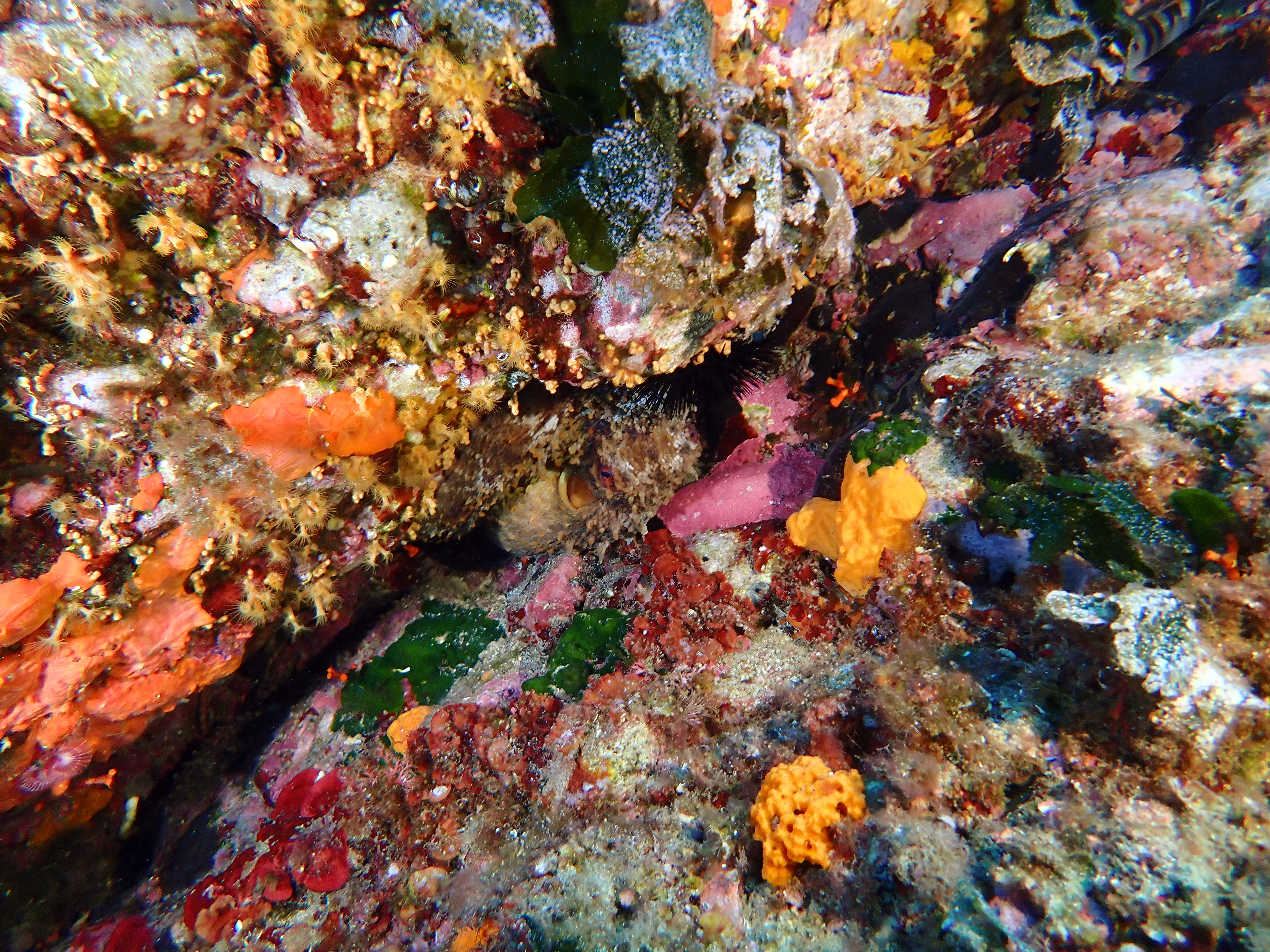 https://res.cloudinary.com/dt3d6t2ay/image/upload/v1698184726/obsidian/Mediterran%C3%A9e/2023-07-23%20La%20balise%20w%20Olivier%20et%20Laurence/P7230150_avqooy.jpg