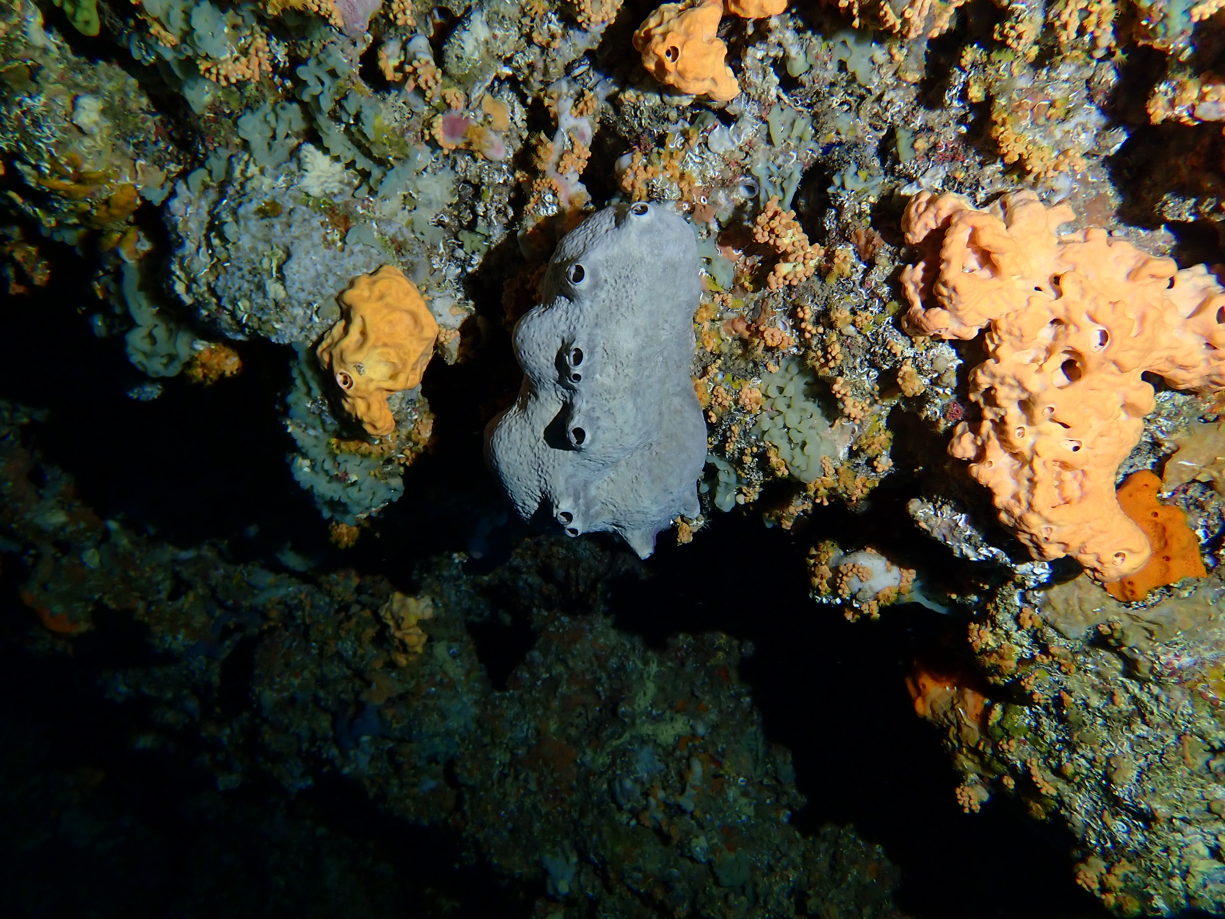 https://res.cloudinary.com/dt3d6t2ay/image/upload/v1698185380/obsidian/Mediterran%C3%A9e/2023-07-22%20Grottes%20fauconieres%20w%20Italien/P7220063_ithwrg.jpg