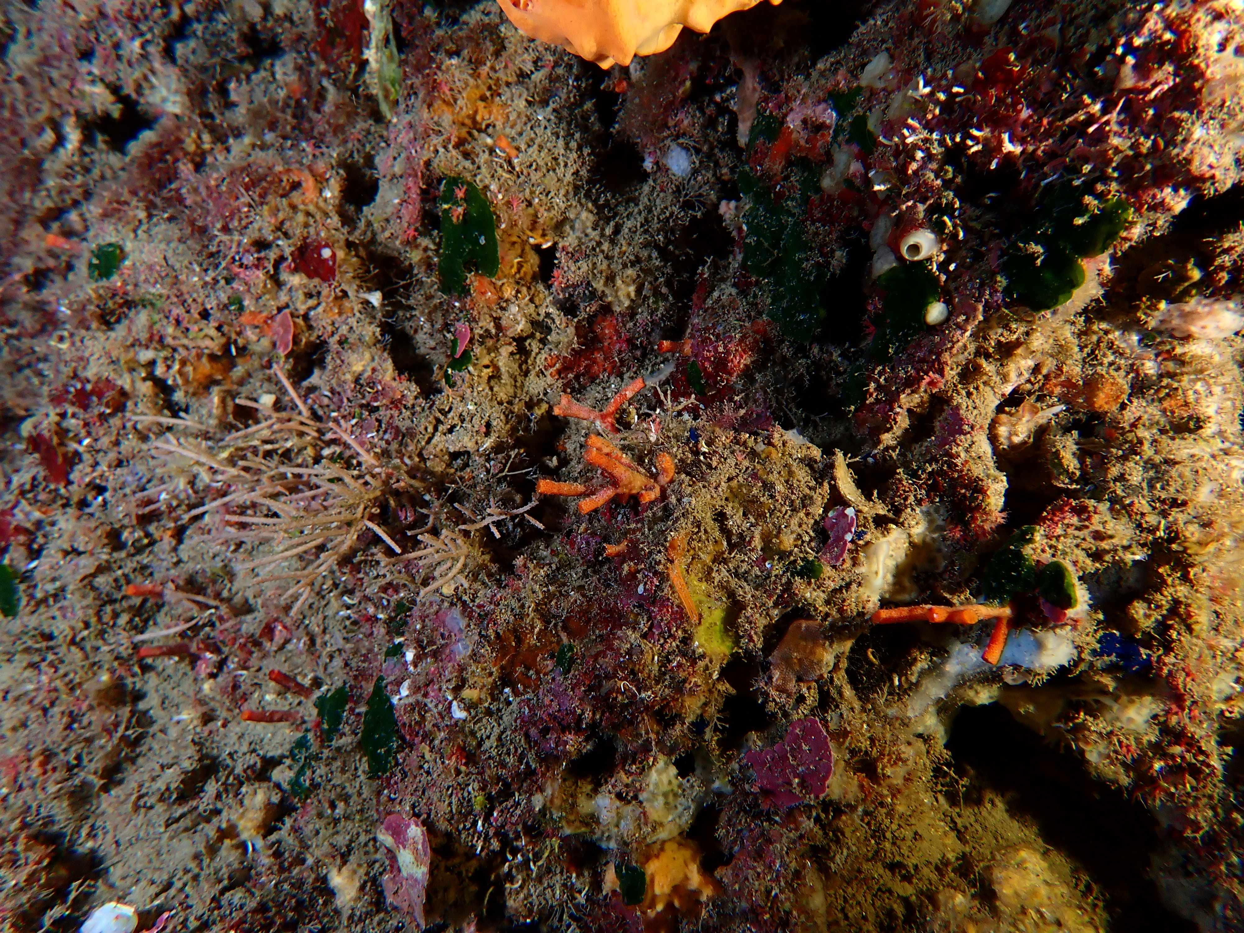 https://res.cloudinary.com/dt3d6t2ay/image/upload/v1698185387/obsidian/Mediterran%C3%A9e/2023-07-22%20Grottes%20fauconieres%20w%20Italien/P7220069_ezhzi5.jpg
