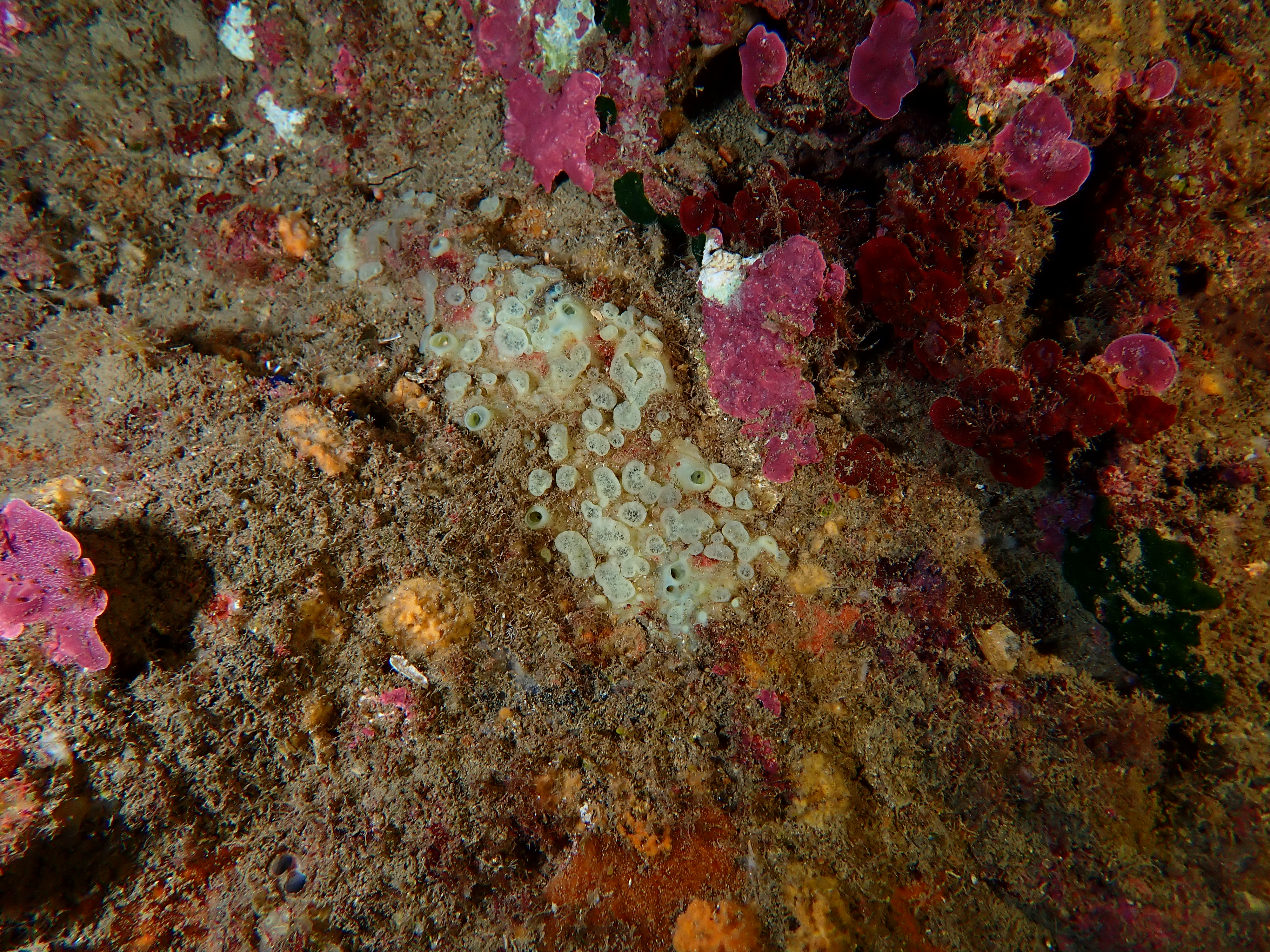 https://res.cloudinary.com/dt3d6t2ay/image/upload/v1698185393/obsidian/Mediterran%C3%A9e/2023-07-22%20Grottes%20fauconieres%20w%20Italien/P7220071_kx9pcg.jpg