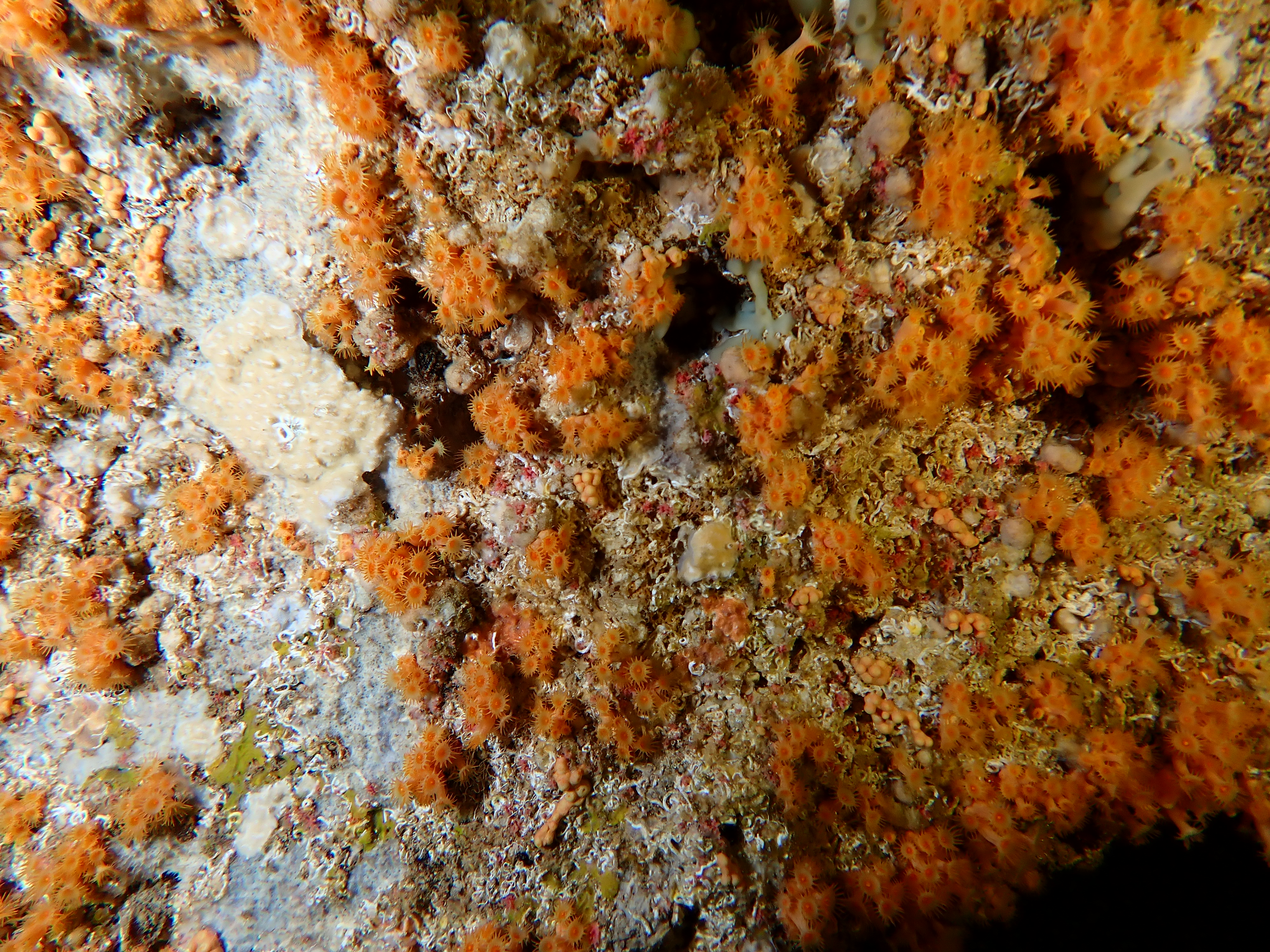 https://res.cloudinary.com/dt3d6t2ay/image/upload/v1698185400/obsidian/Mediterran%C3%A9e/2023-07-22%20Grottes%20fauconieres%20w%20Italien/P7220076_u0l5x8.jpg