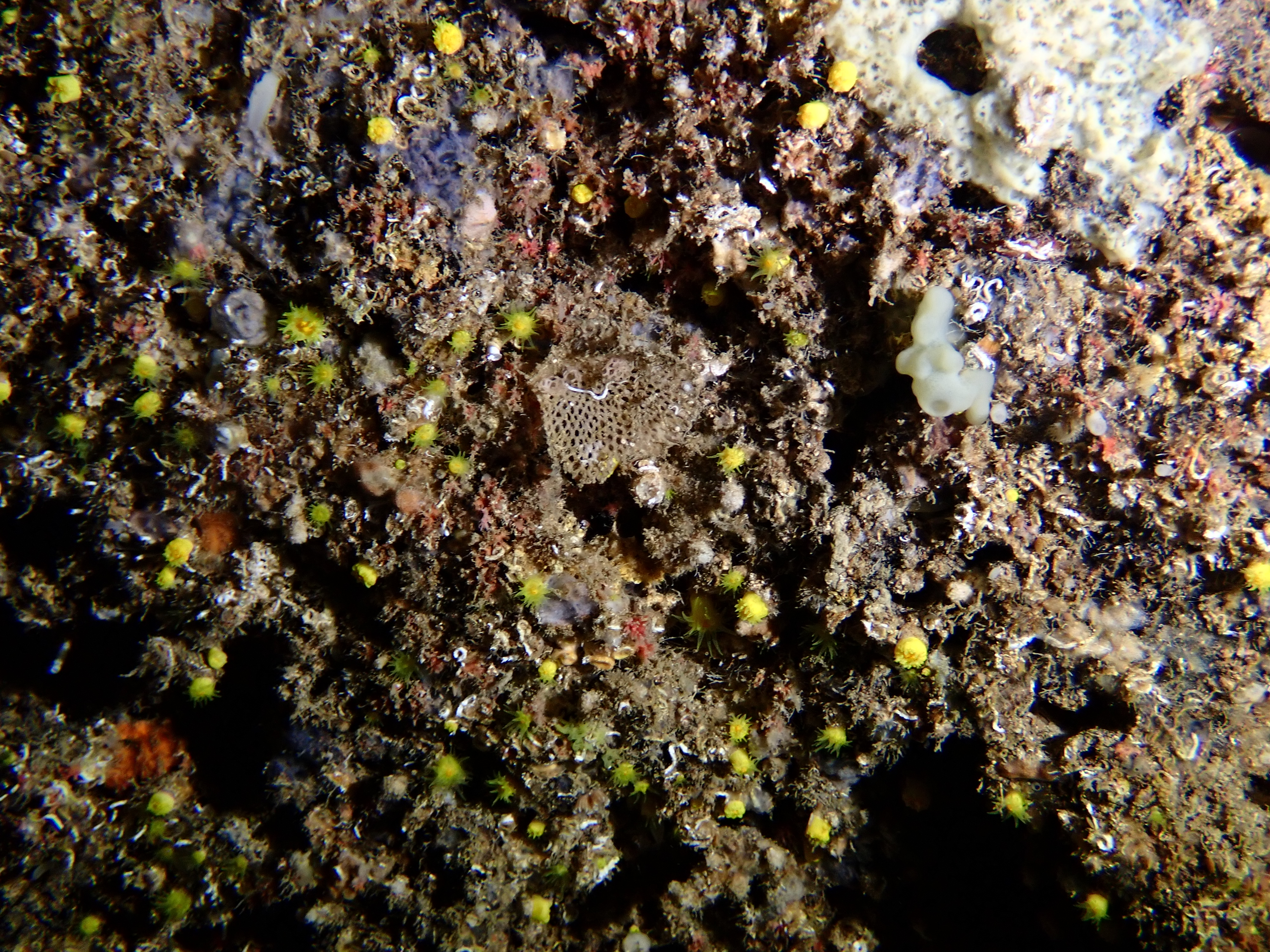https://res.cloudinary.com/dt3d6t2ay/image/upload/v1698185412/obsidian/Mediterran%C3%A9e/2023-07-22%20Grottes%20fauconieres%20w%20Italien/P7220095_lf97rn.jpg