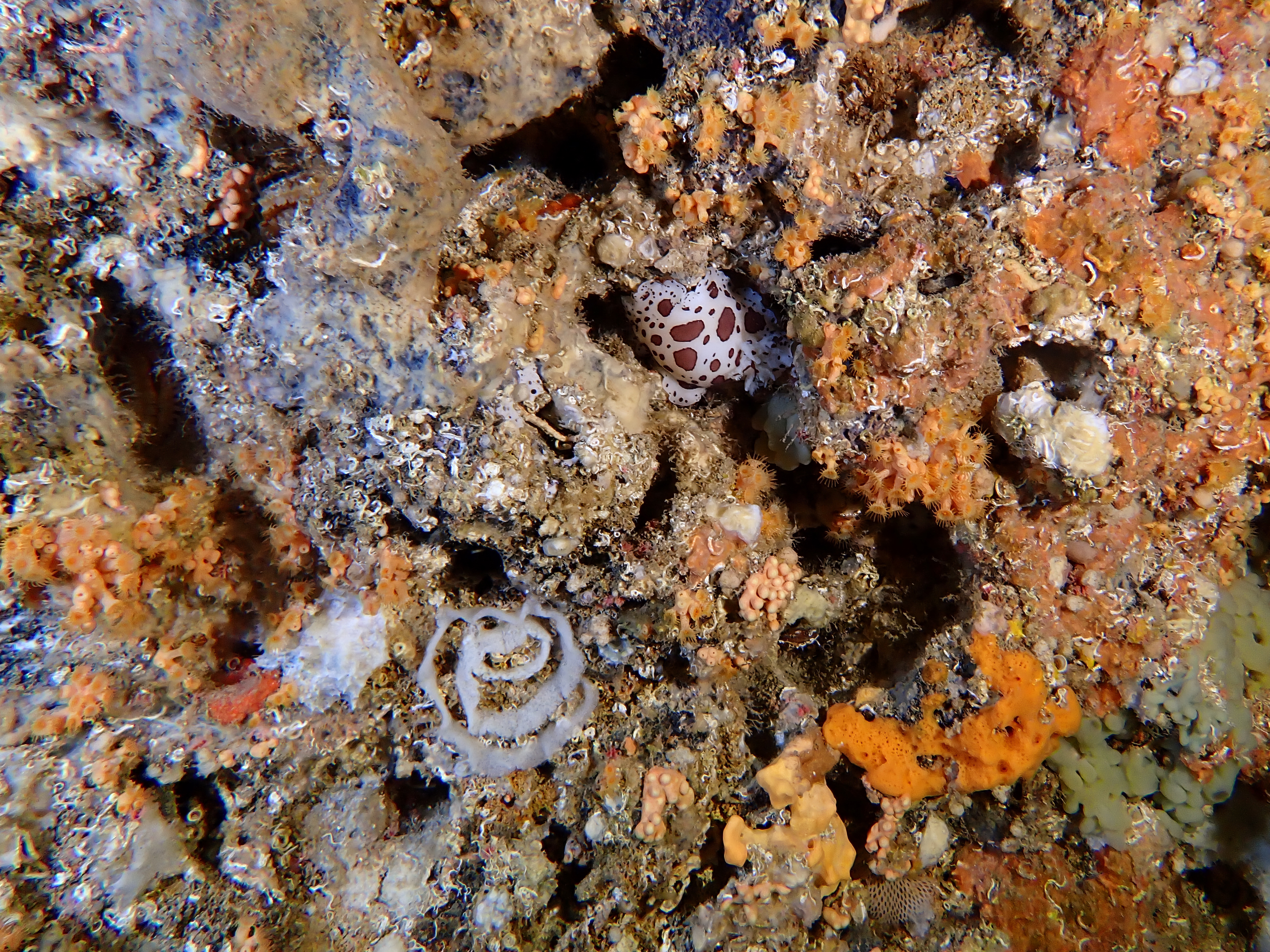 https://res.cloudinary.com/dt3d6t2ay/image/upload/v1698185425/obsidian/Mediterran%C3%A9e/2023-07-22%20Grottes%20fauconieres%20w%20Italien/P7220065_qqdk77.jpg
