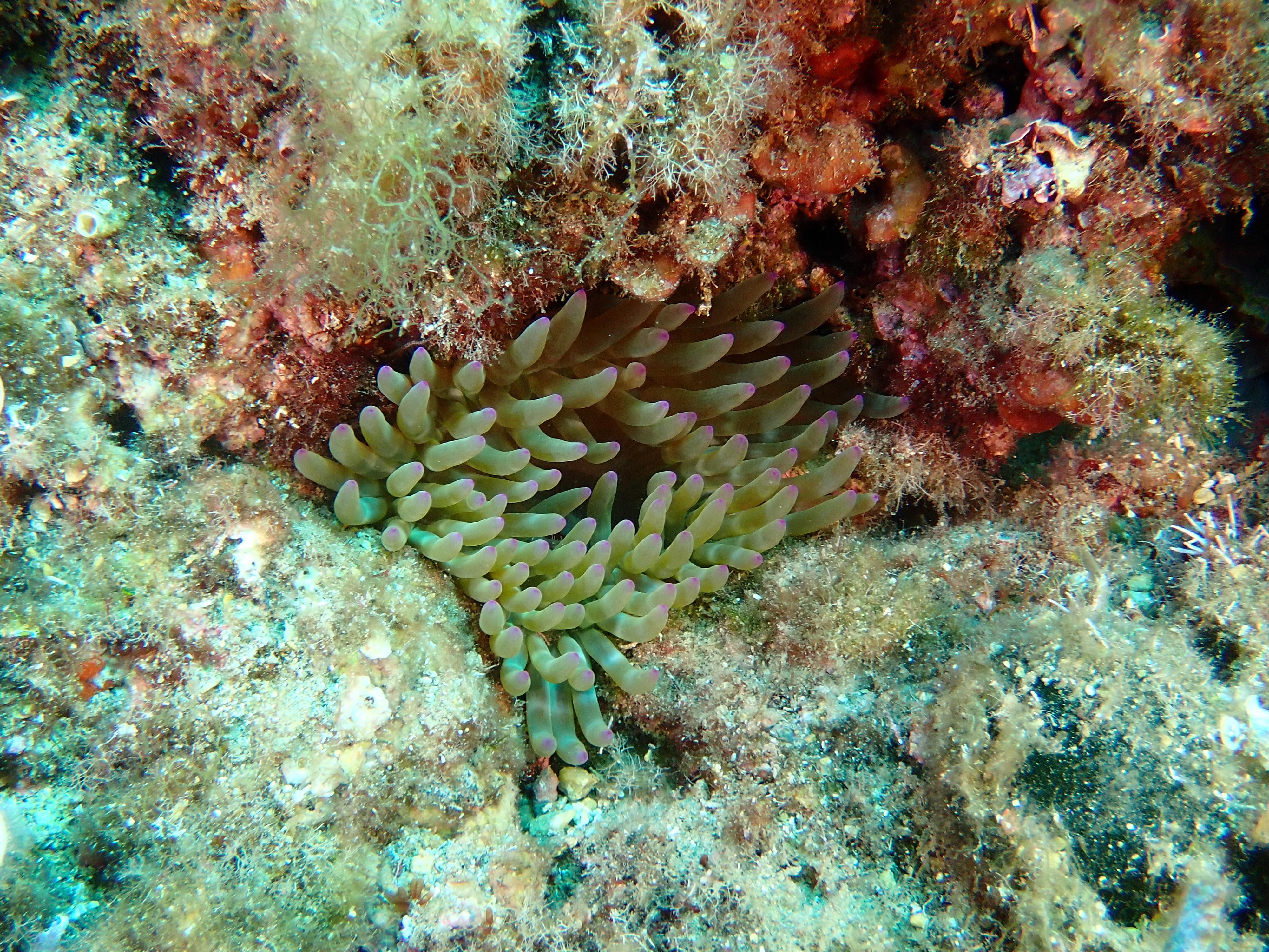 https://res.cloudinary.com/dt3d6t2ay/image/upload/v1698185429/obsidian/Mediterran%C3%A9e/2023-07-22%20Grottes%20fauconieres%20w%20Italien/P7220109_sbasop.jpg