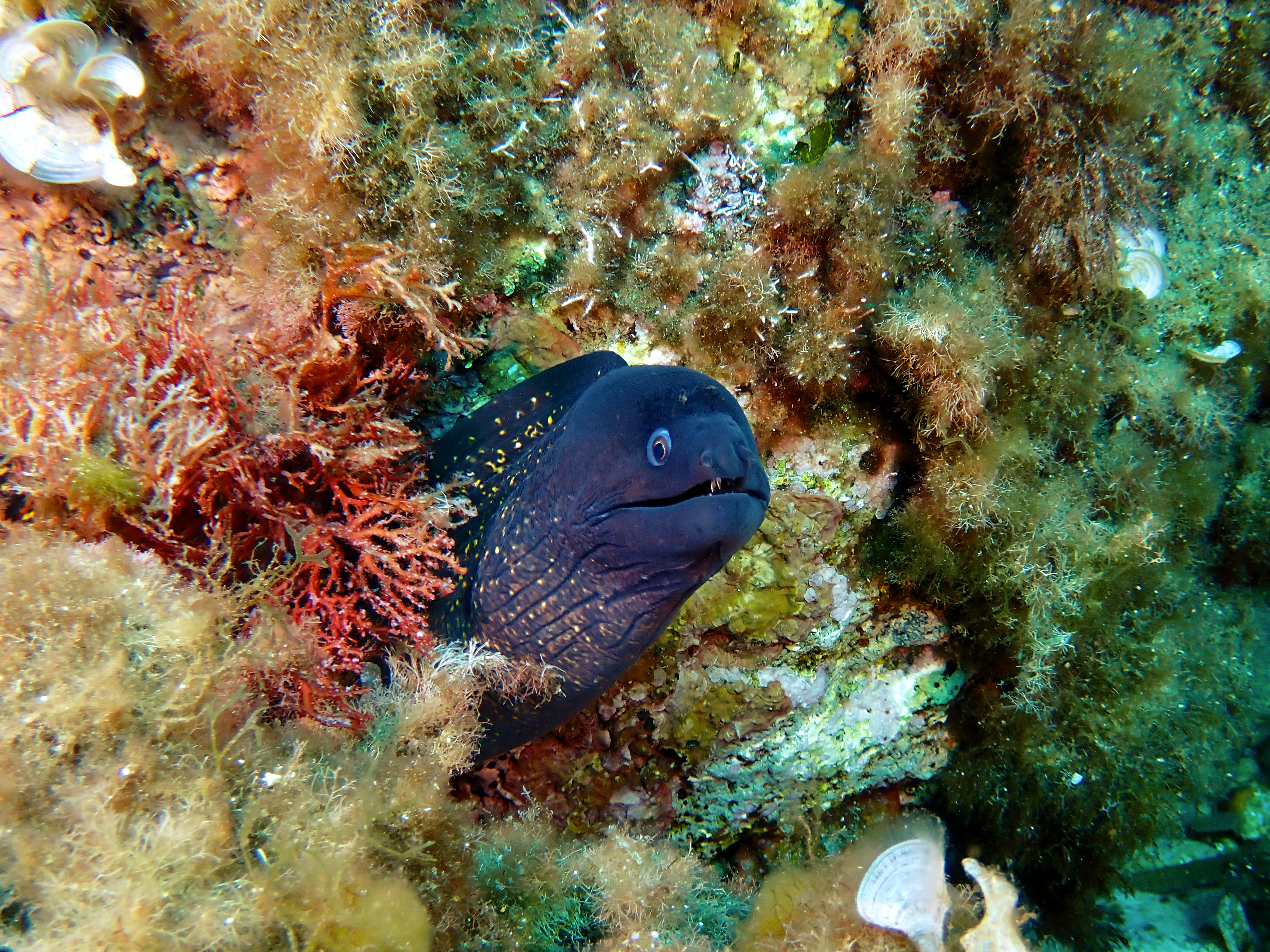 https://res.cloudinary.com/dt3d6t2ay/image/upload/v1698185448/obsidian/Mediterran%C3%A9e/2023-07-22%20Grottes%20fauconieres%20w%20Italien/P7220100_xzcahg.jpg