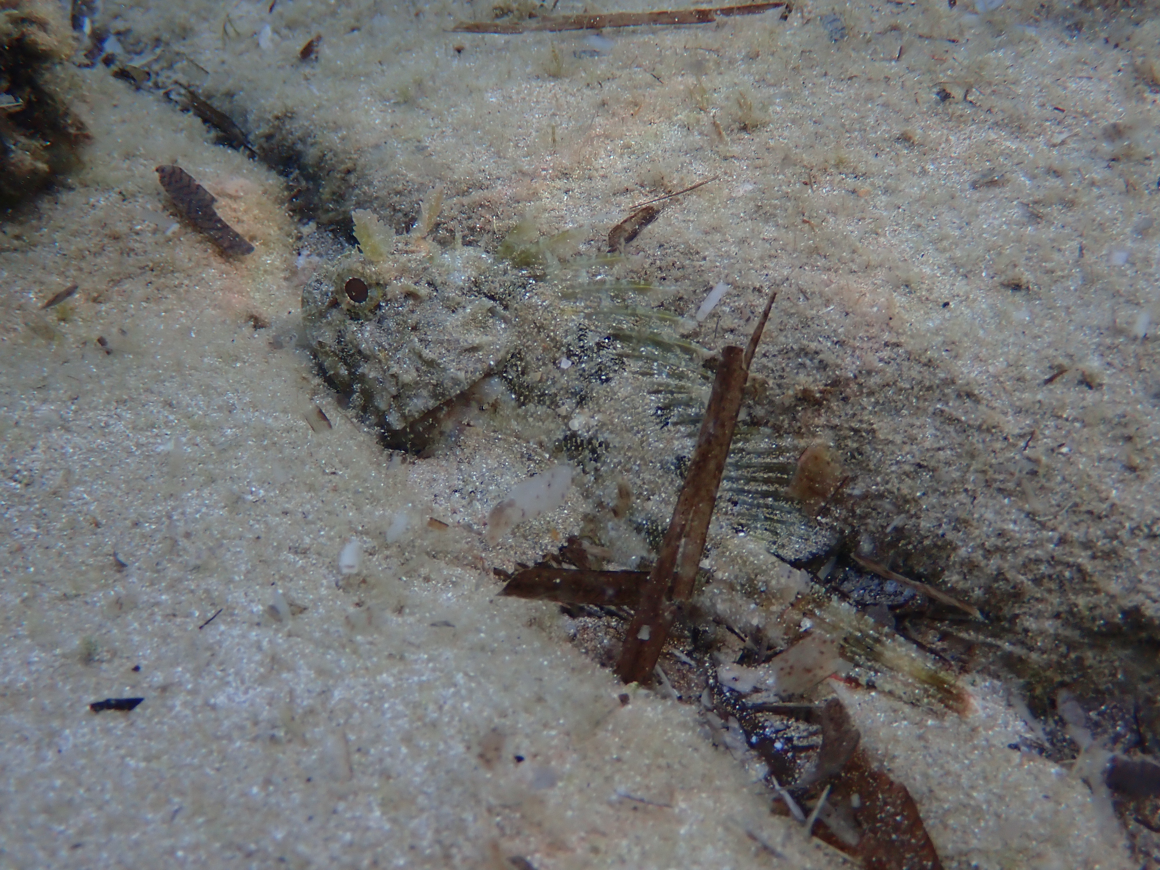 https://res.cloudinary.com/dt3d6t2ay/image/upload/v1698272229/obsidian/Mediterran%C3%A9e/Snorkeling/P9080197_qzjuhl.jpg
