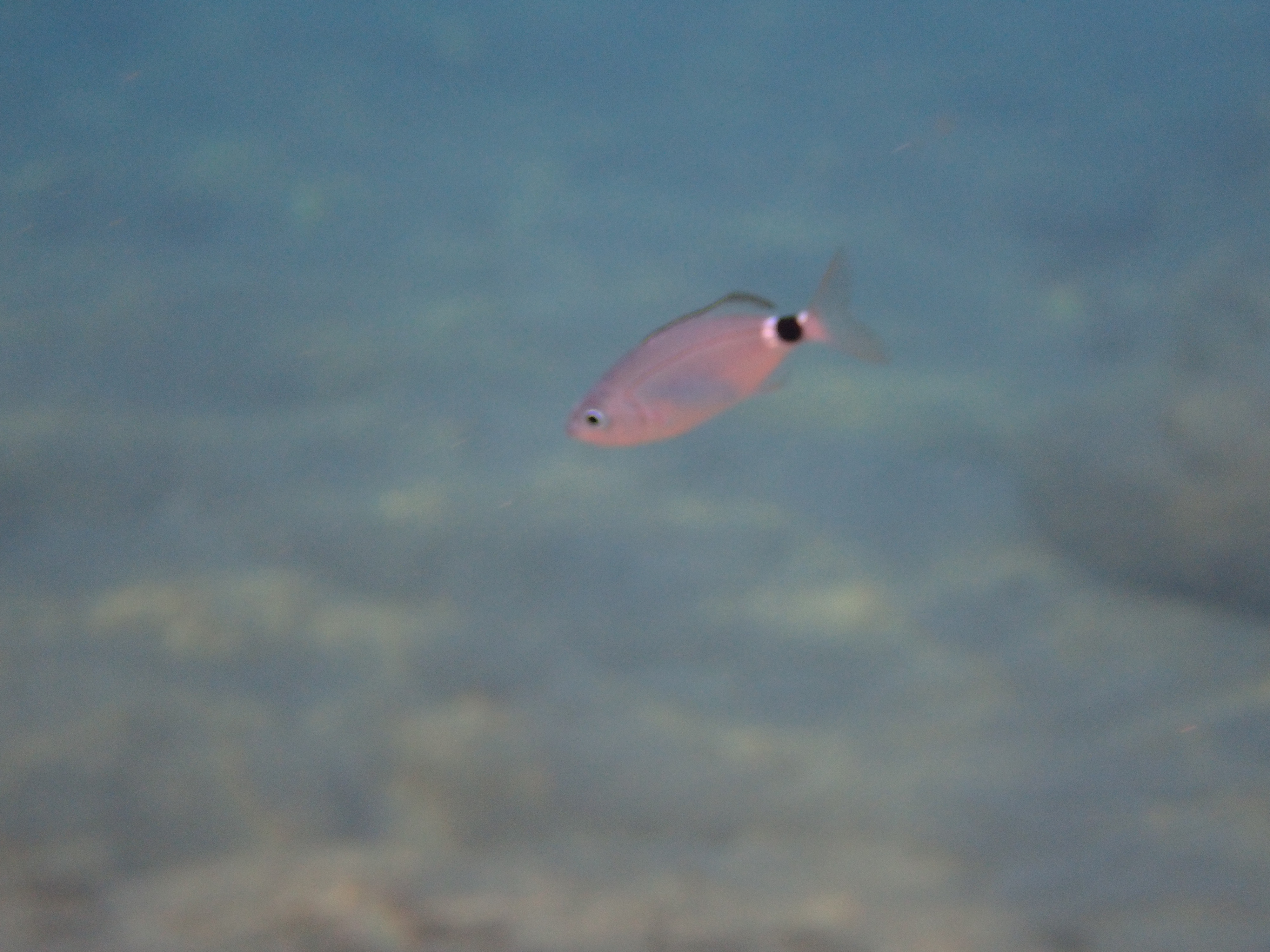 https://res.cloudinary.com/dt3d6t2ay/image/upload/v1698272236/obsidian/Mediterran%C3%A9e/Snorkeling/P9080192_zawrvi.jpg