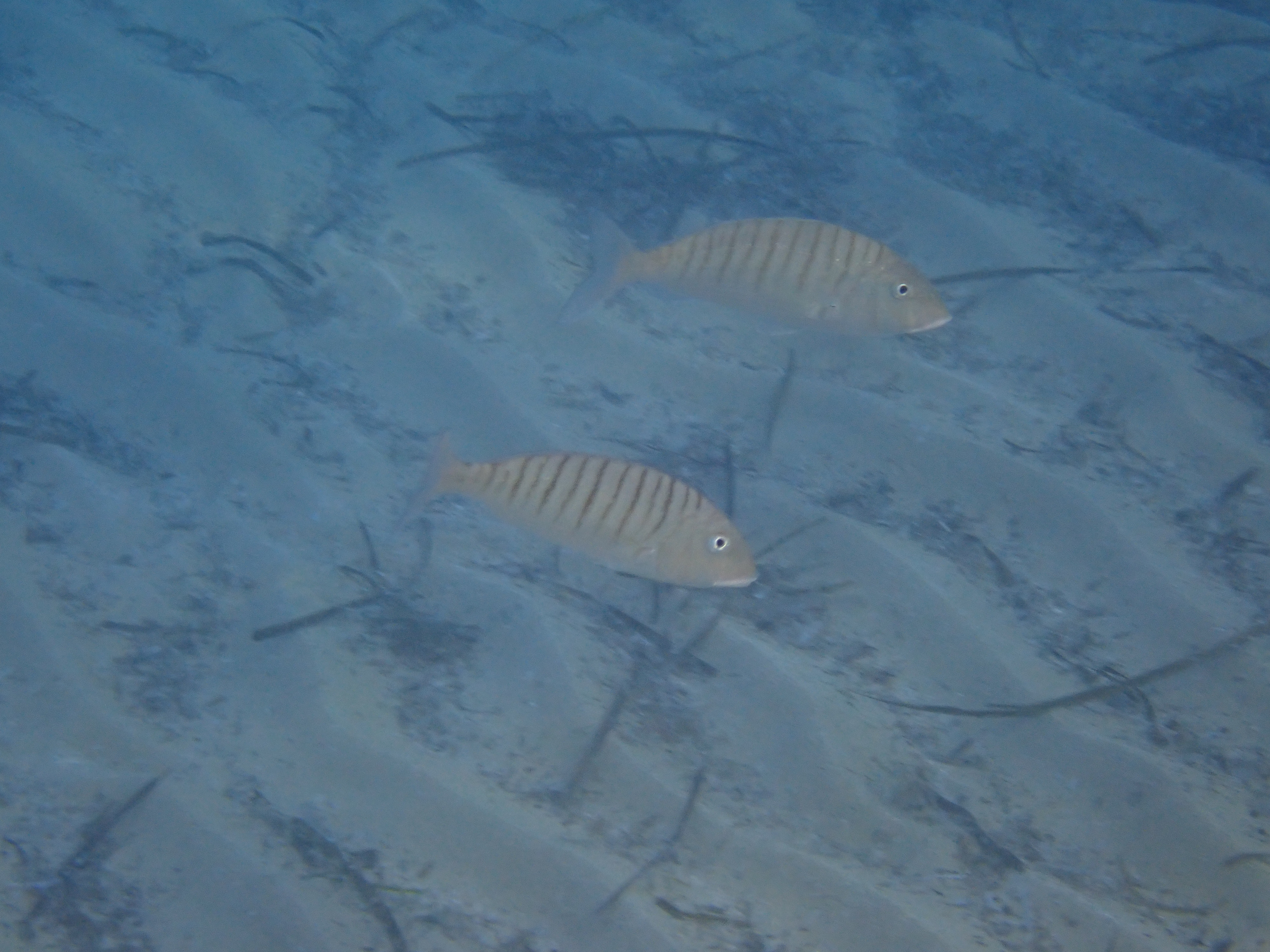https://res.cloudinary.com/dt3d6t2ay/image/upload/v1698272238/obsidian/Mediterran%C3%A9e/Snorkeling/P9080184_zsztid.jpg