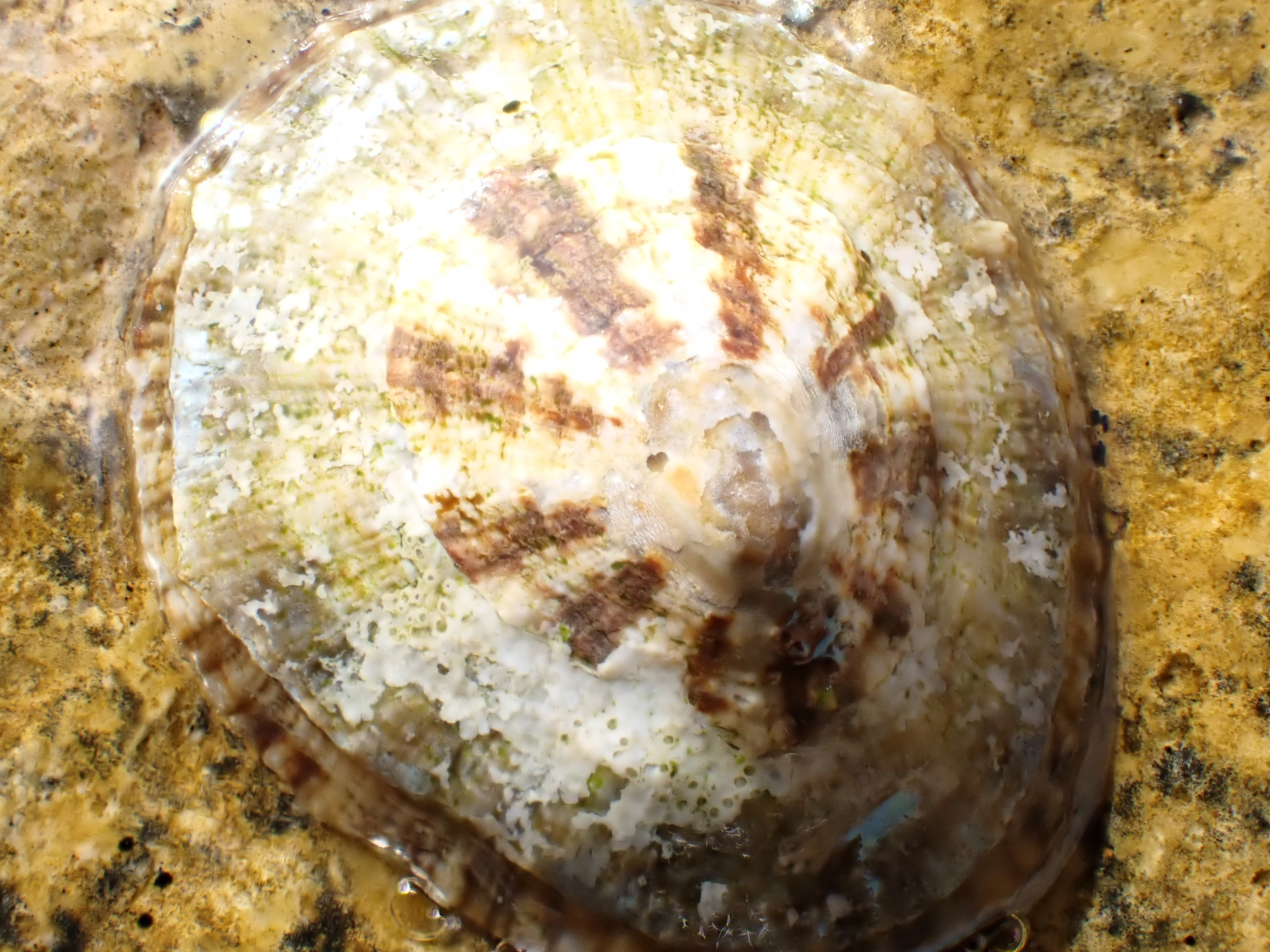 https://res.cloudinary.com/dt3d6t2ay/image/upload/v1698272241/obsidian/Mediterran%C3%A9e/Snorkeling/P9030162_x6gtey.jpg