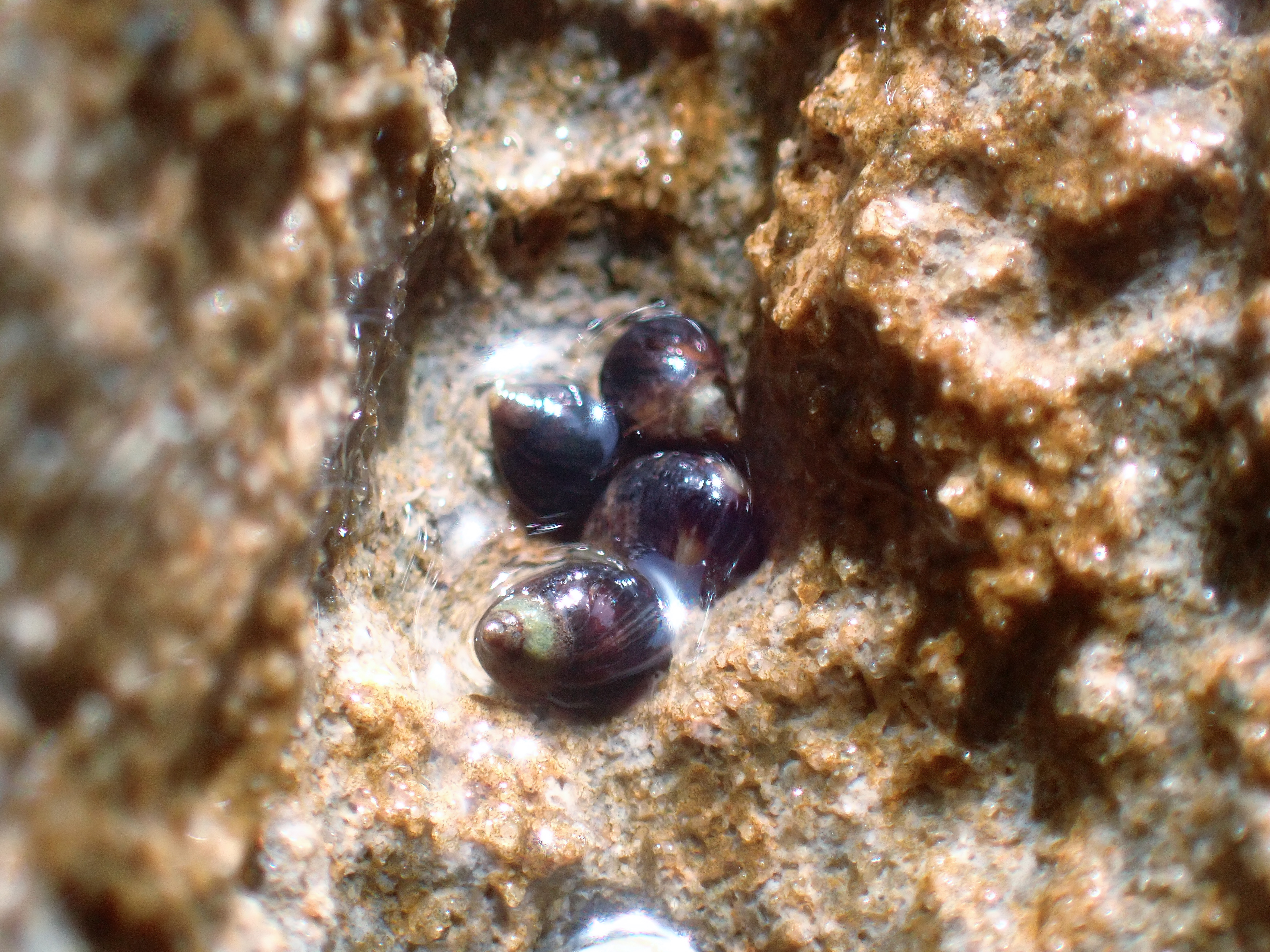 https://res.cloudinary.com/dt3d6t2ay/image/upload/v1698272245/obsidian/Mediterran%C3%A9e/Snorkeling/P9030148_m2isja.jpg