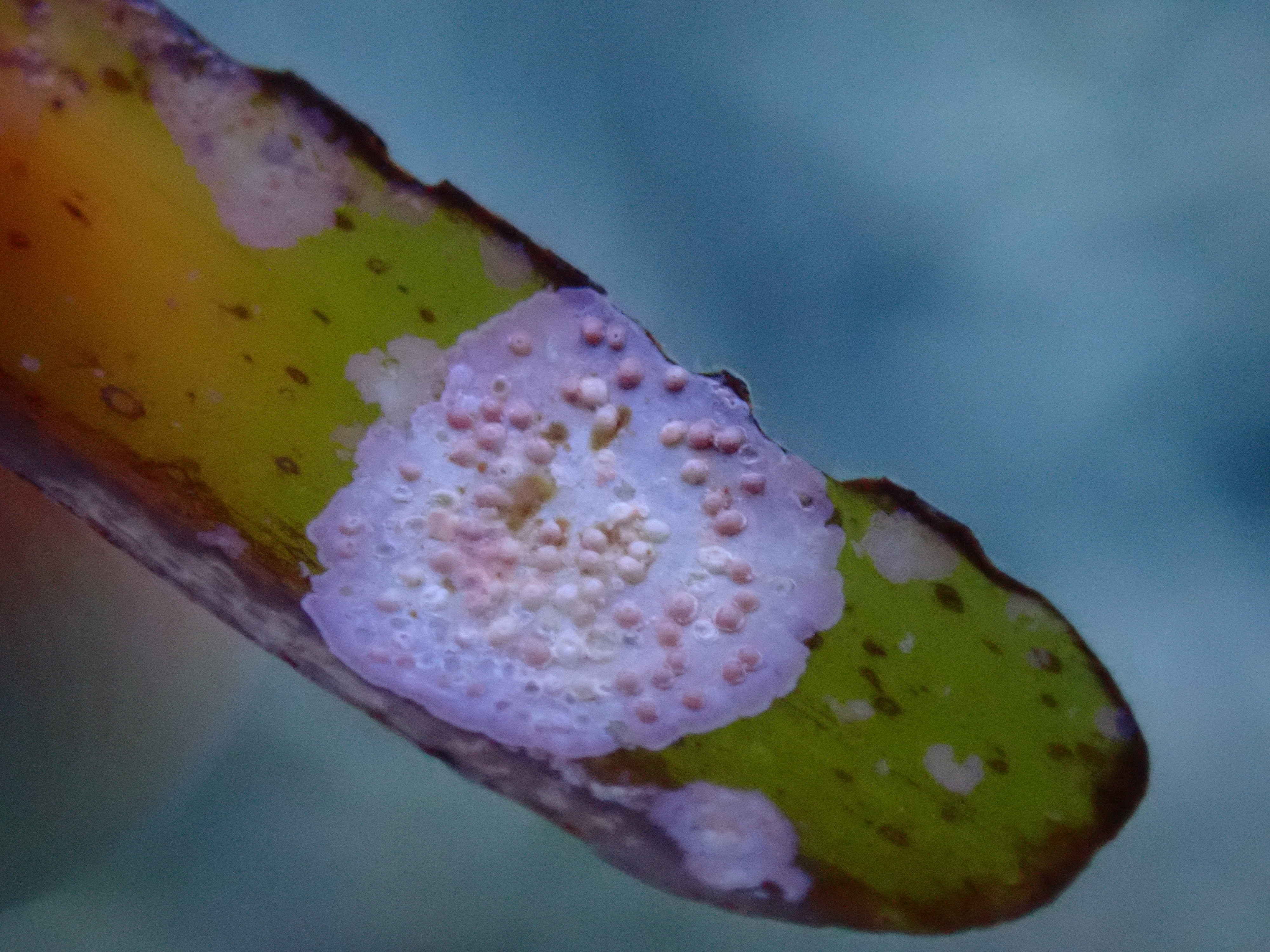 https://res.cloudinary.com/dt3d6t2ay/image/upload/v1698272249/obsidian/Mediterran%C3%A9e/Snorkeling/P8290132_de7cnt.jpg