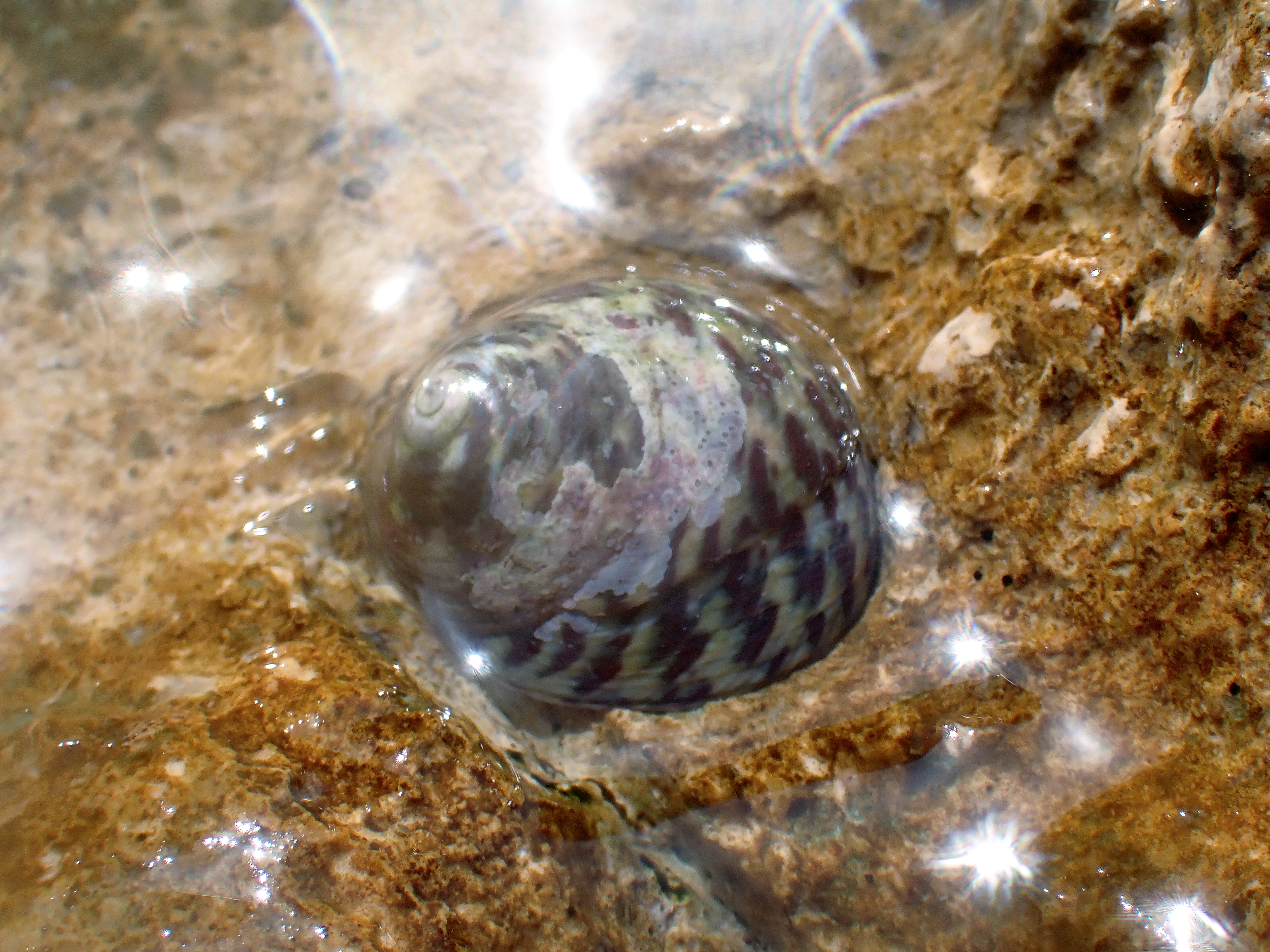 https://res.cloudinary.com/dt3d6t2ay/image/upload/v1698272252/obsidian/Mediterran%C3%A9e/Snorkeling/P9030144_ntdylu.jpg