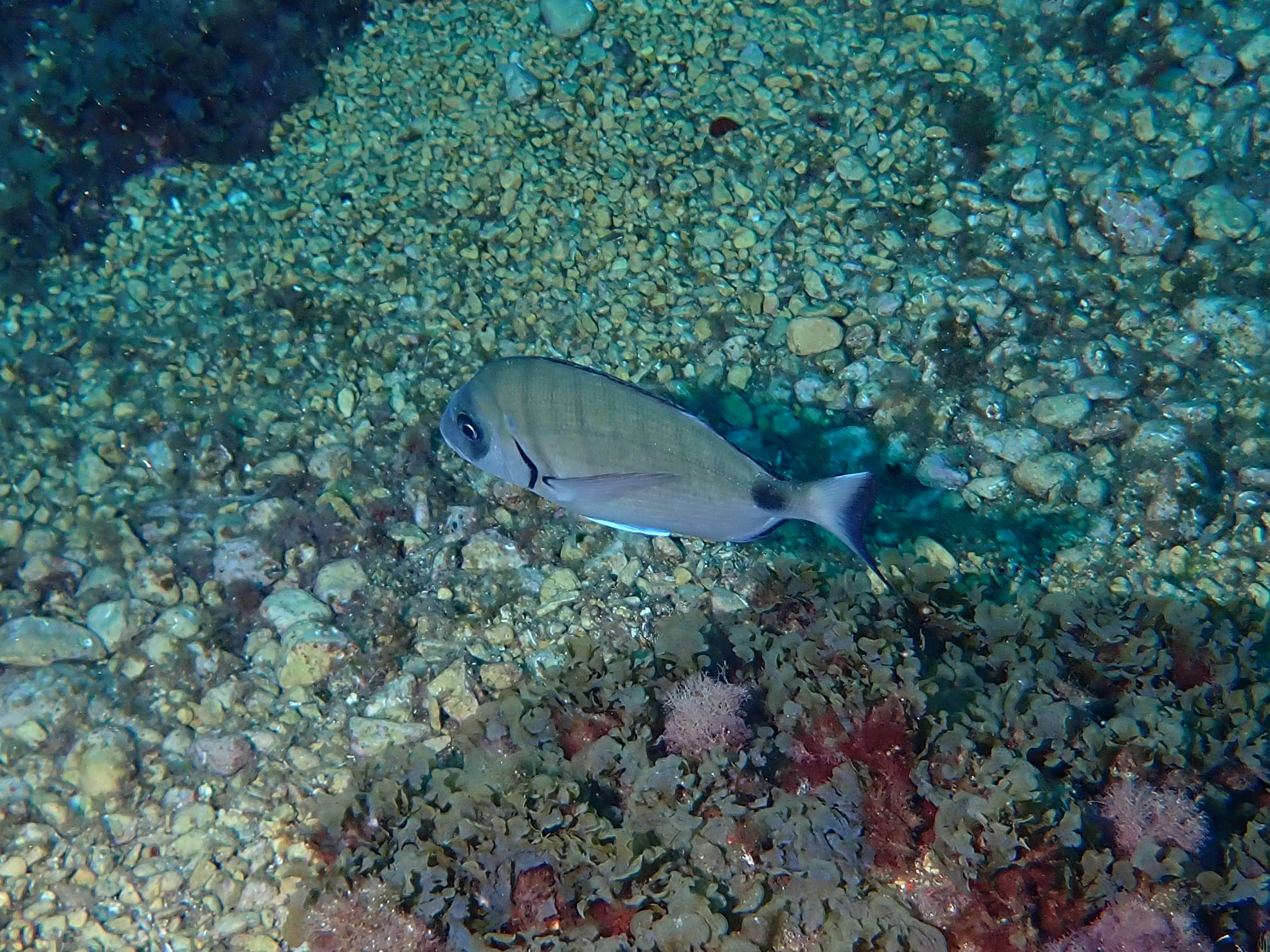https://res.cloudinary.com/dt3d6t2ay/image/upload/v1698355590/obsidian/Mediterran%C3%A9e/2023-07-22%20Grottes%20fauconieres%20w%20Italien/P7220074_bzxpaq.jpg