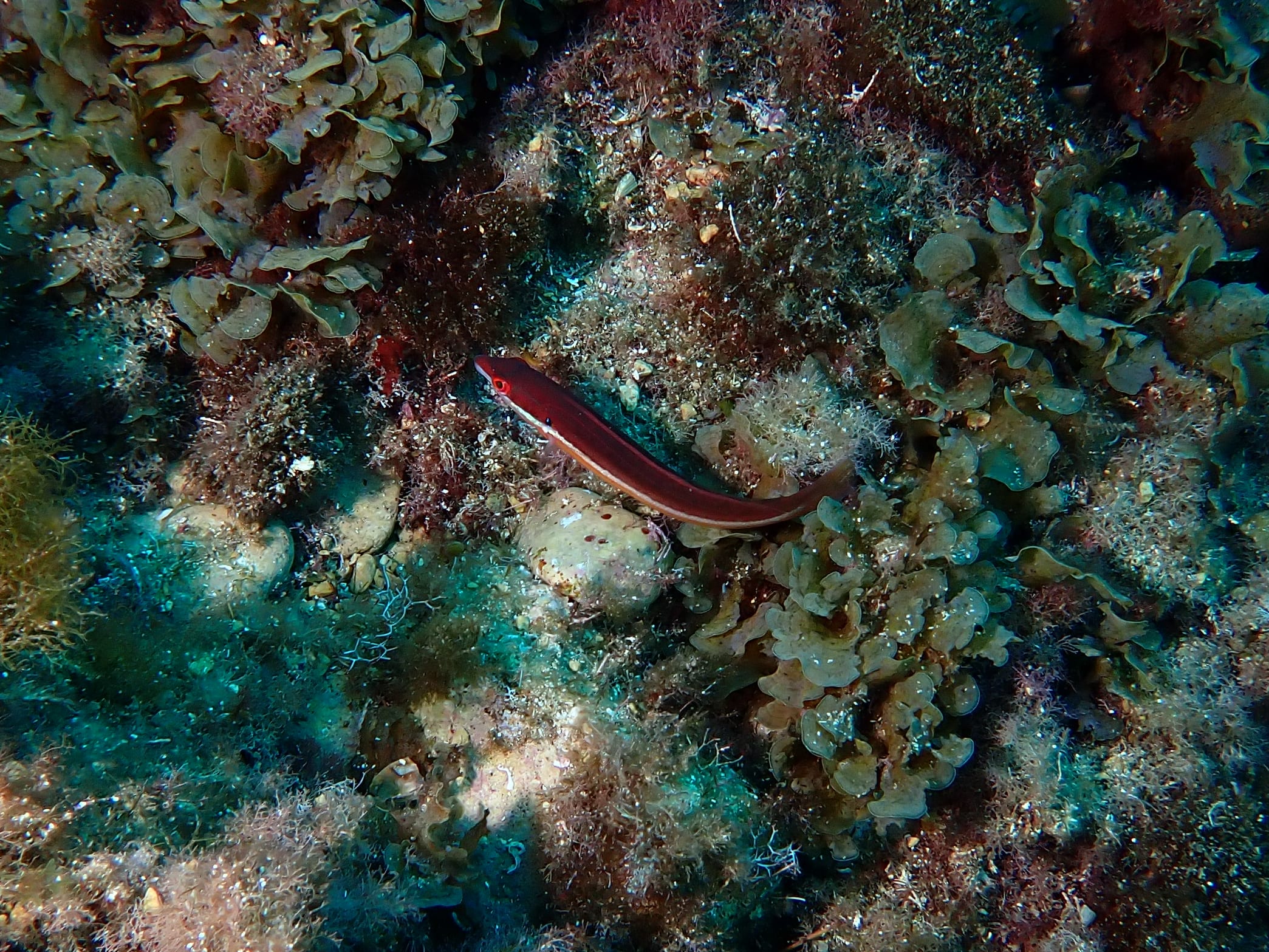 https://res.cloudinary.com/dt3d6t2ay/image/upload/v1698355711/obsidian/Mediterran%C3%A9e/2023-07-22%20Grottes%20fauconieres%20w%20Italien/P7220073_rkx8y3.jpg