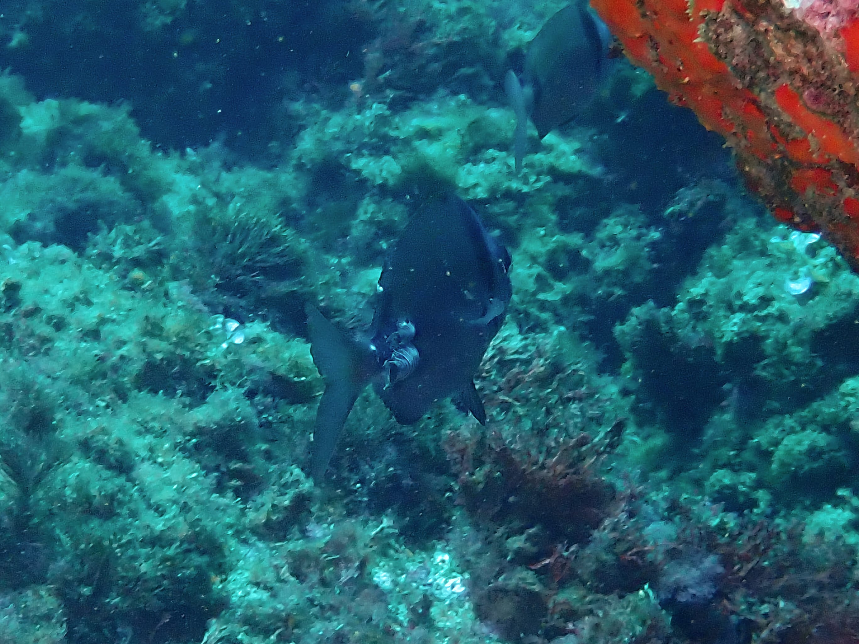 https://res.cloudinary.com/dt3d6t2ay/image/upload/v1698357259/obsidian/Mediterran%C3%A9e/2023-07-22%20Grottes%20fauconieres%20w%20Italien/P7220079_dpcqc0.jpg