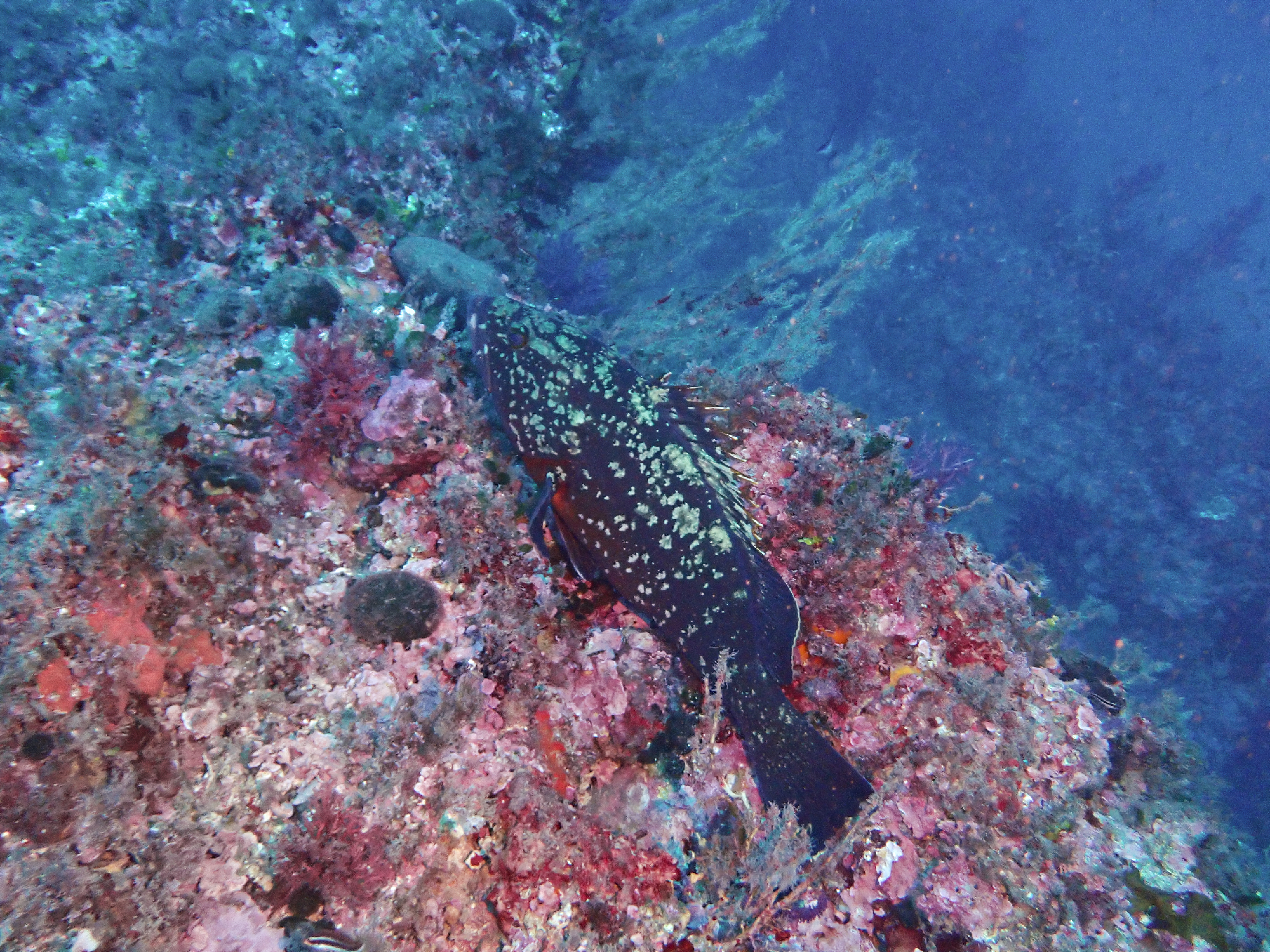 https://res.cloudinary.com/dt3d6t2ay/image/upload/v1699803228/obsidian/Mediterran%C3%A9e/2023-11-12%20-%20Les%20Rosiers/PB120284_dmard6.jpg