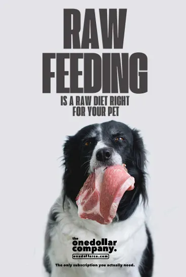 Raw Feeding Is a Raw Diet Right for Your Pet