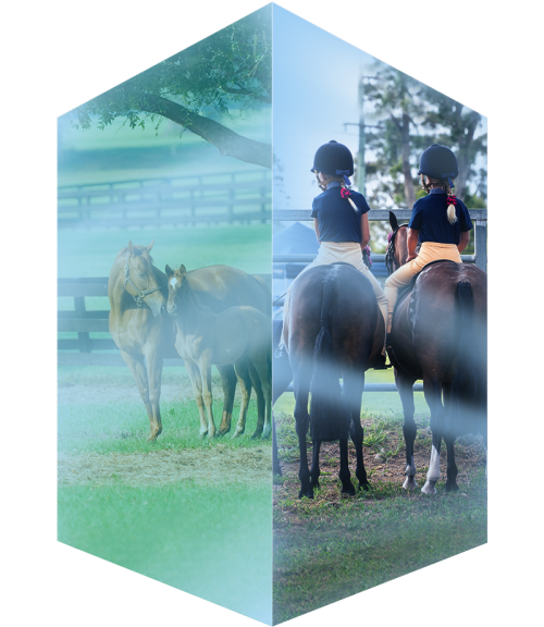 Equi Scotia - Personal development through horses