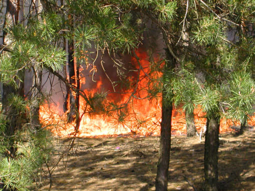Forest fire image