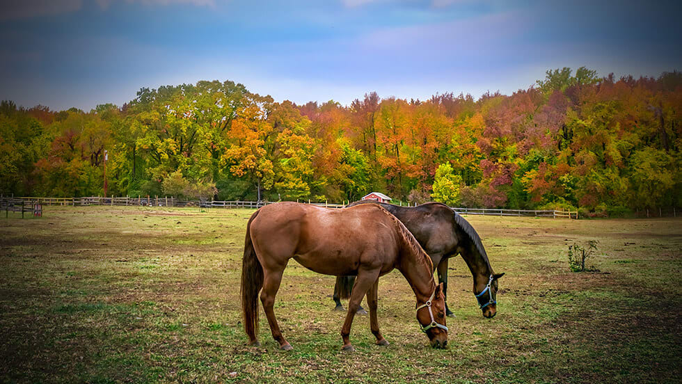 horse image