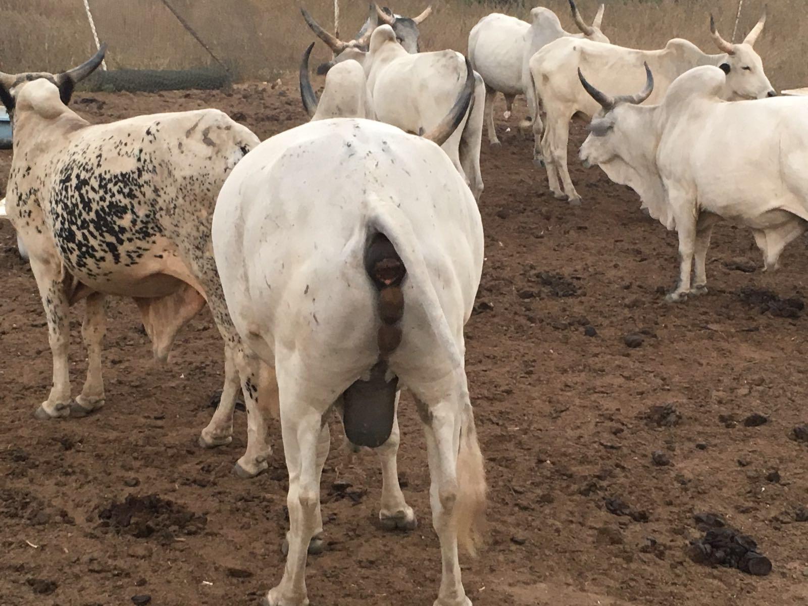 Cattle Ranch