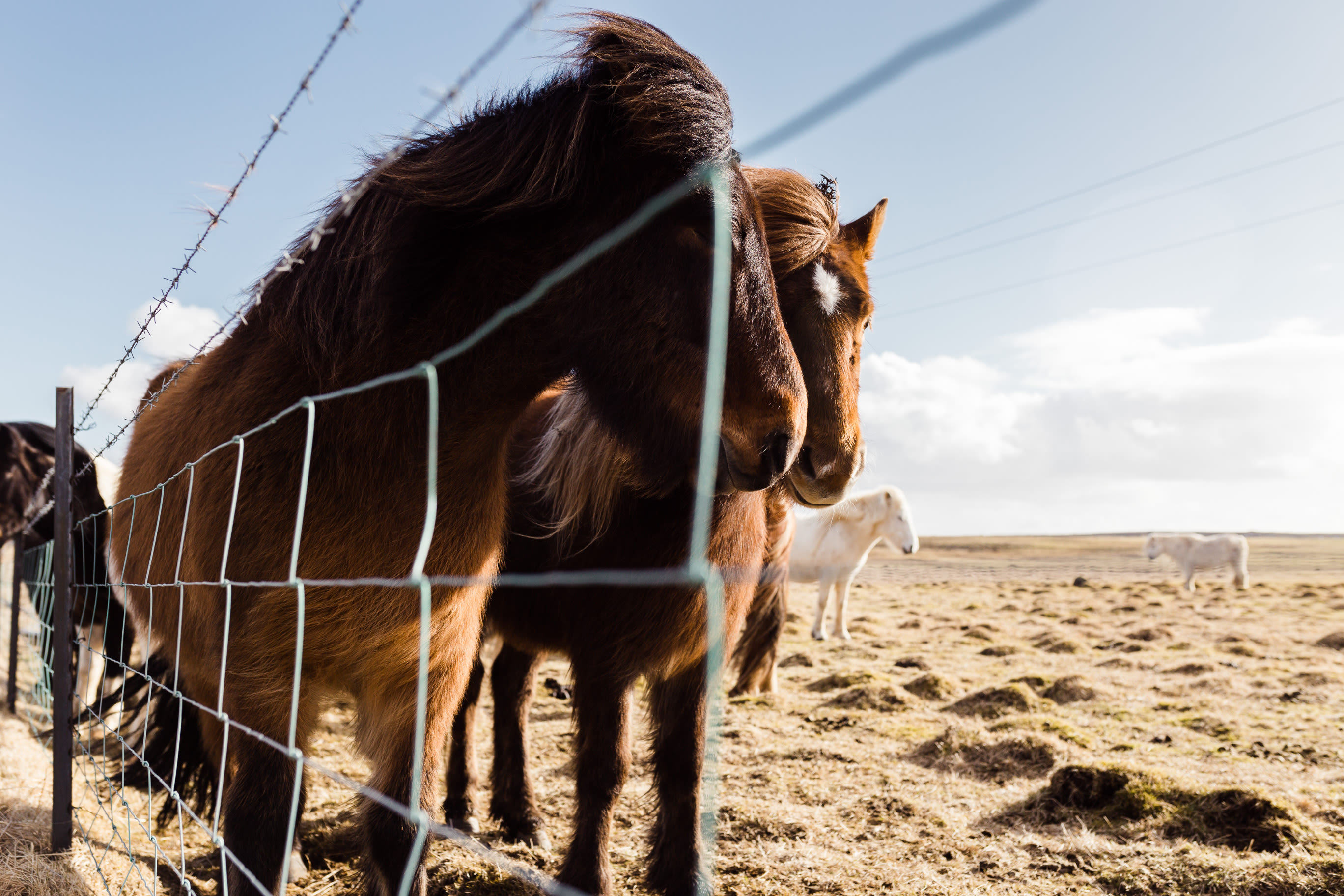 Iceland 0055