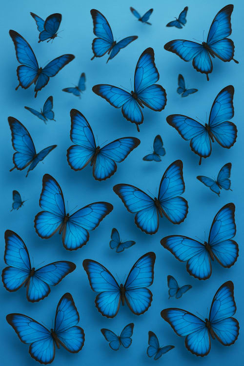realistic blue butterfly, detailed wings open, high resolution photo quality, simple monochrome background, Mavi kelebeklerle dolu düz bir yüzeyde bazışaryı uçan bazıları duran kelebekler olacak şekilde güzel bir tasarım. Gerçekçi Fotoğraf: Yüksek çö