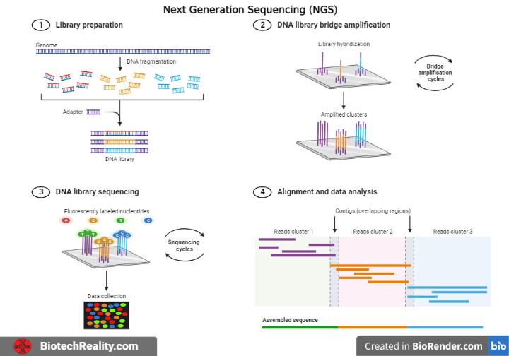 Sequencing Coverage for NGS Experiments