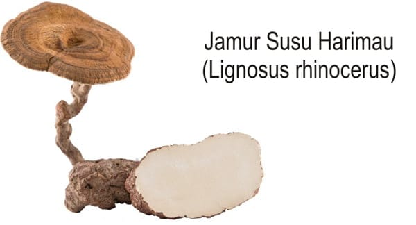 Ternyata Jamur Susu Harimau Banyak Manfaatnya, Beharga Jutaan Rupiah Per Kilo – Freeline Health