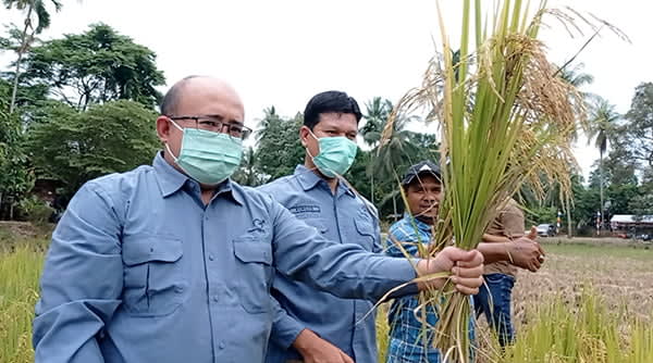 Opini : Padi Organik Medco E&P Malaka Langkah Awal Program Ketahanan Pangan Aceh