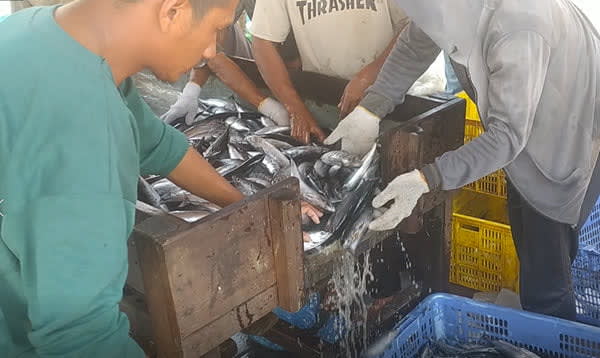 Sepekan Terakhir, Hasil Tangkapan Nelayan Menurun Harga Ikan Meningkat di PPN Idi