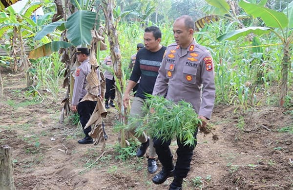 Kapolres Aceh Timur Pimpin Pengeledahan Kebun Ganja