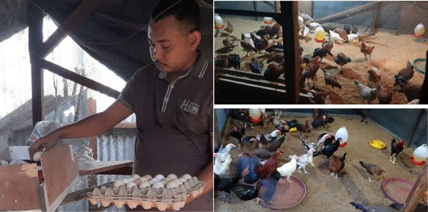 Ini Cara ASN Ini Berternak Ayam Kampung di Tengah Pandemi