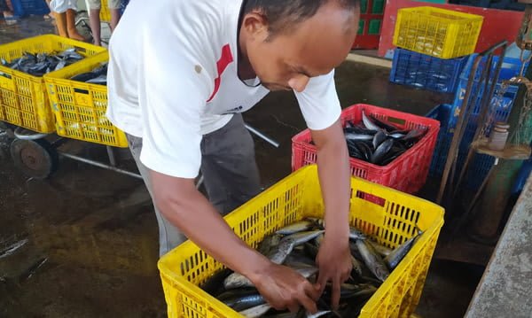 Ini Akibat COVID- 19, Harga Umang-Umang Anjlok, Hasil Tangkapan Meningkat