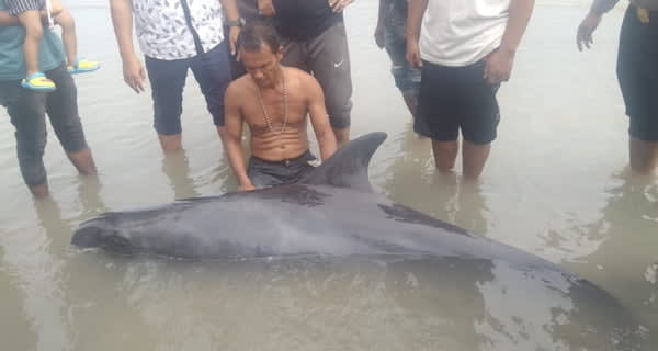 Nelayan Kuala Leuge Selamatkan Satu Ekor Paus Terdampar