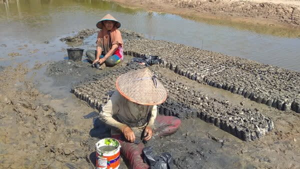 Cegah Abrasi Pantai 25 Ribu Bibit Bakau Akan Ditanam di Pesisir Bagok