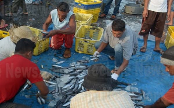 Harga Ikan Anjlok di Aceh, Tongkol Rp 5000/Kg