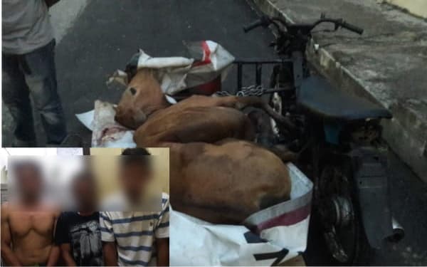 Jelang Sahur, 3 Tersangka Maling Sapi Diciduk Polisi