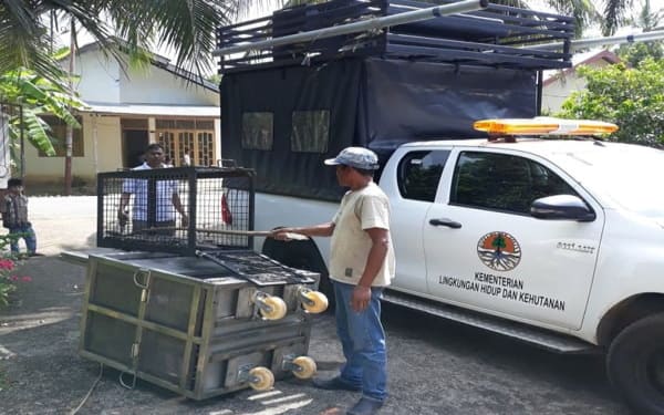 BKSDA Aceh Evakuasi Ular Piton 5 Meter