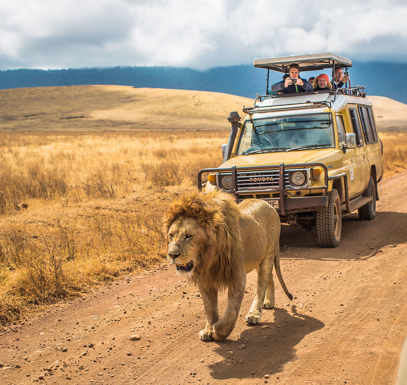 African Safari