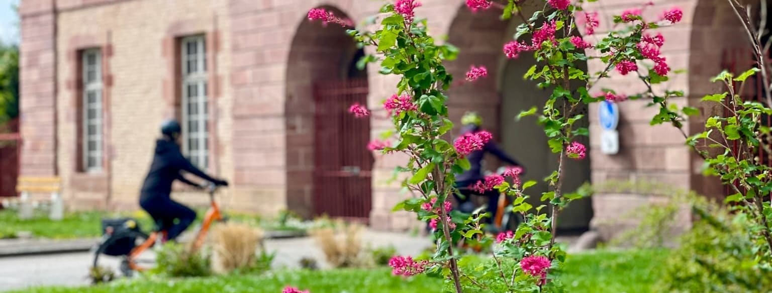 Alsace Colmar | 3 netter