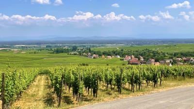 Alsace | NYHET