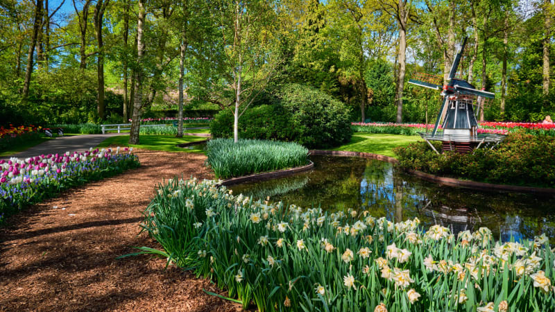 Haarlem – Keukenhof – Oude Wetering